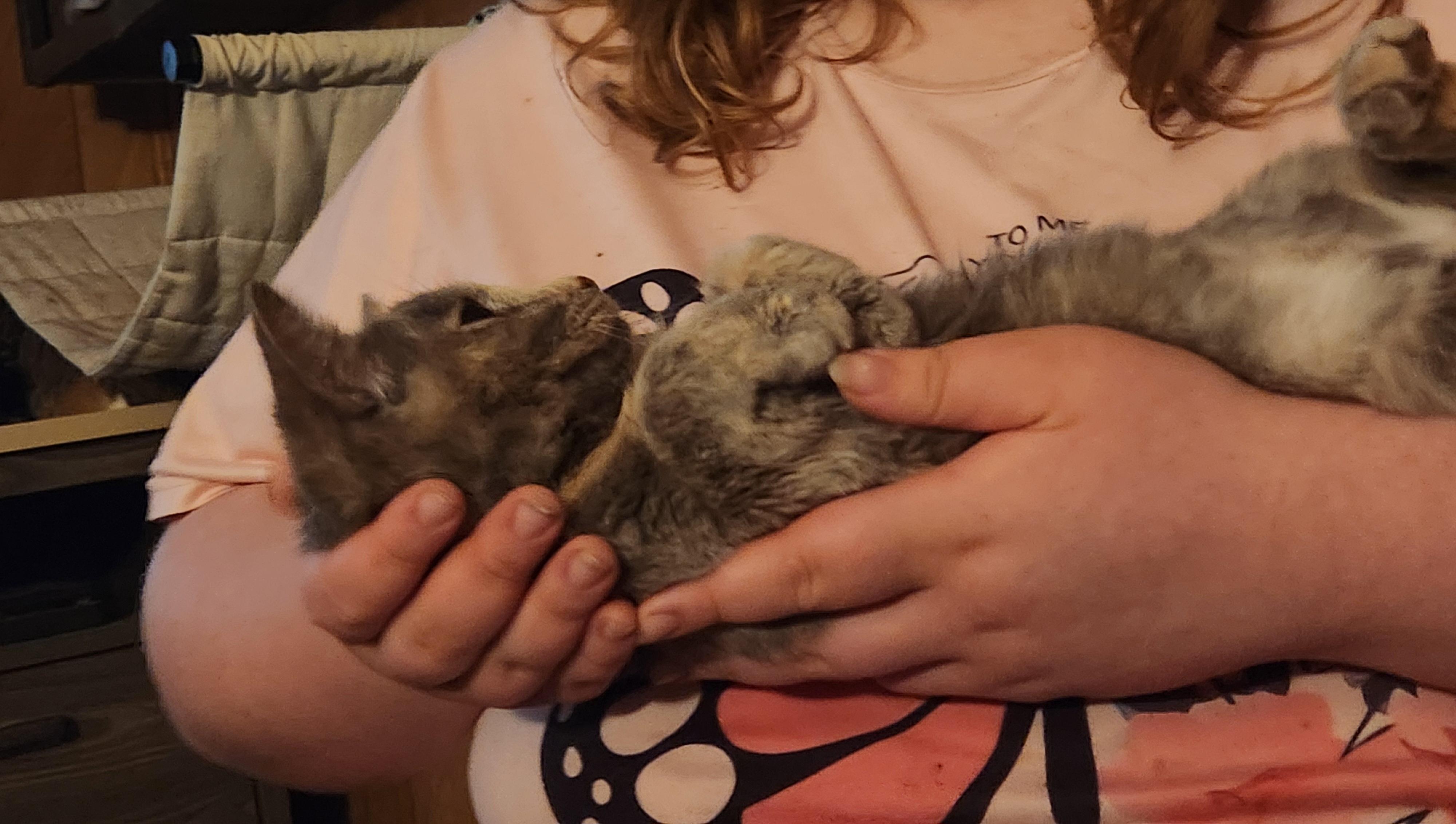 Enlarge Cinnamon , an adopted Dilute Calico in Mount Pleasant, TX image 3/6