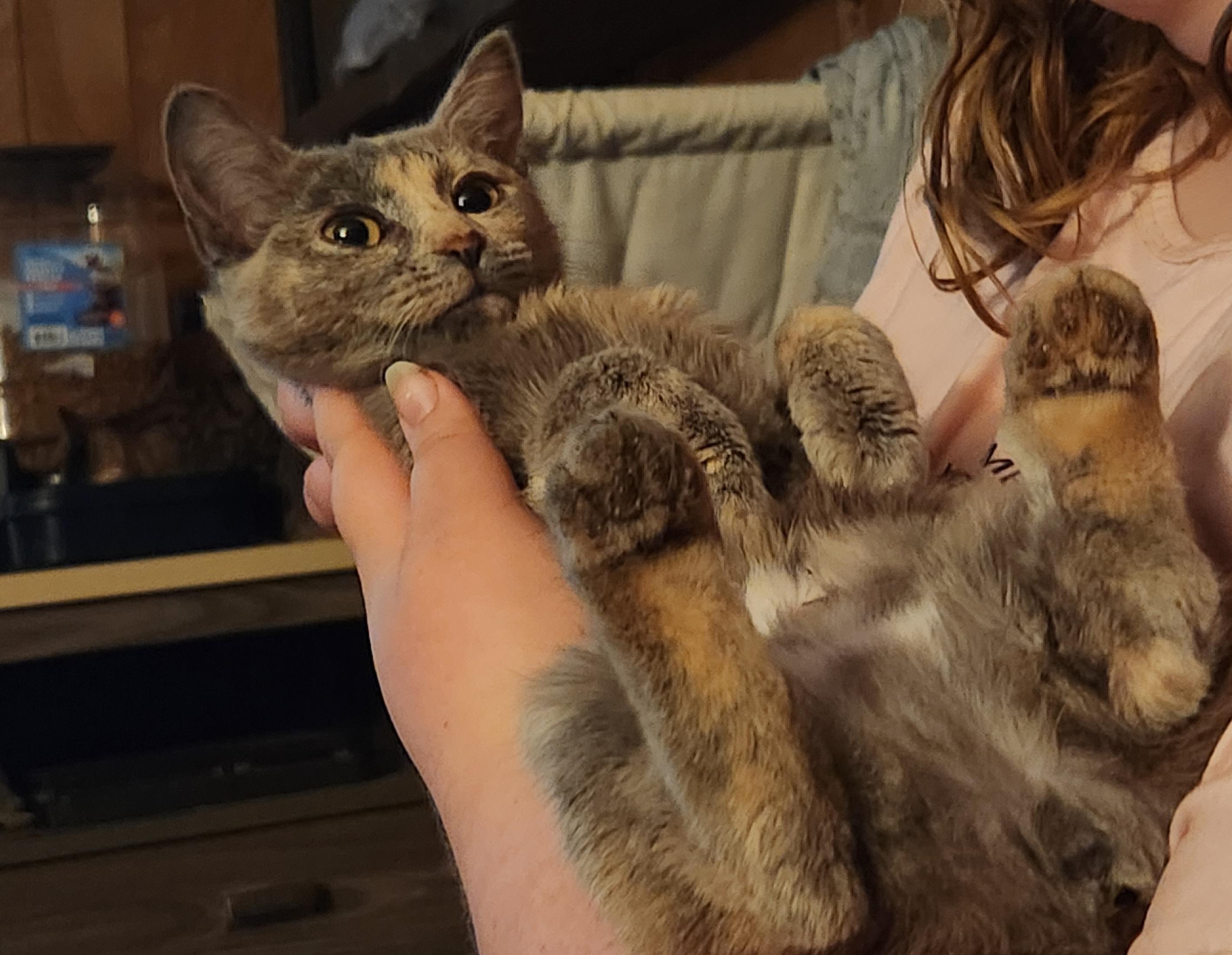 Enlarge Cinnamon , an adopted Dilute Calico in Mount Pleasant, TX image 6/6