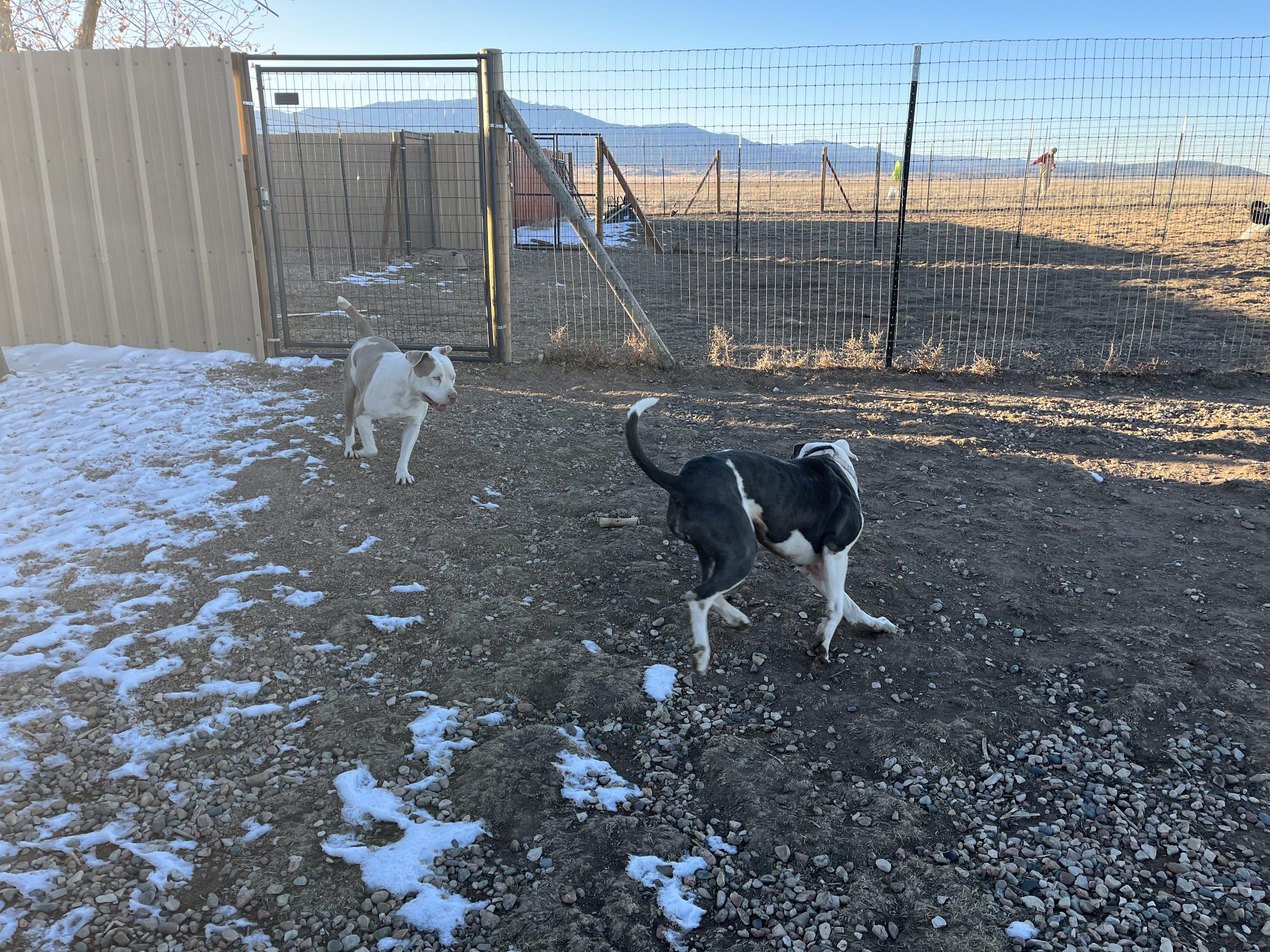 Maz, a Adopted Pit Bull Terrier in RYE, CO image 1/6