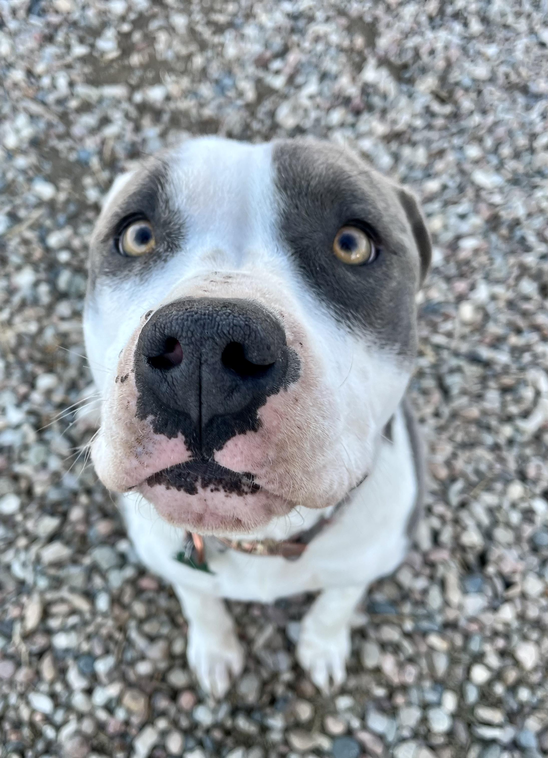 Maz, a Adopted Pit Bull Terrier in RYE, CO image 2/6