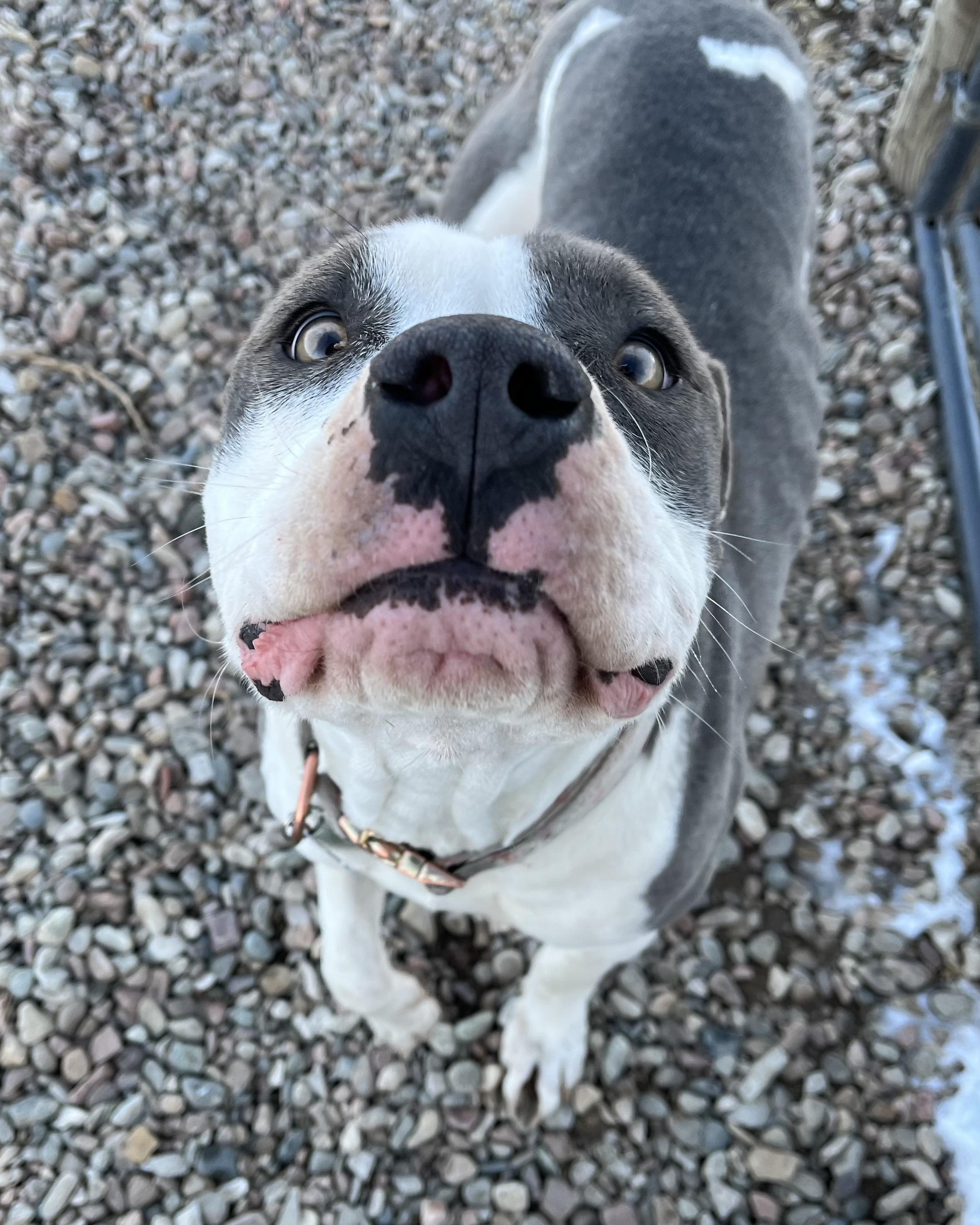 Maz, a Adopted Pit Bull Terrier in RYE, CO image 3/6