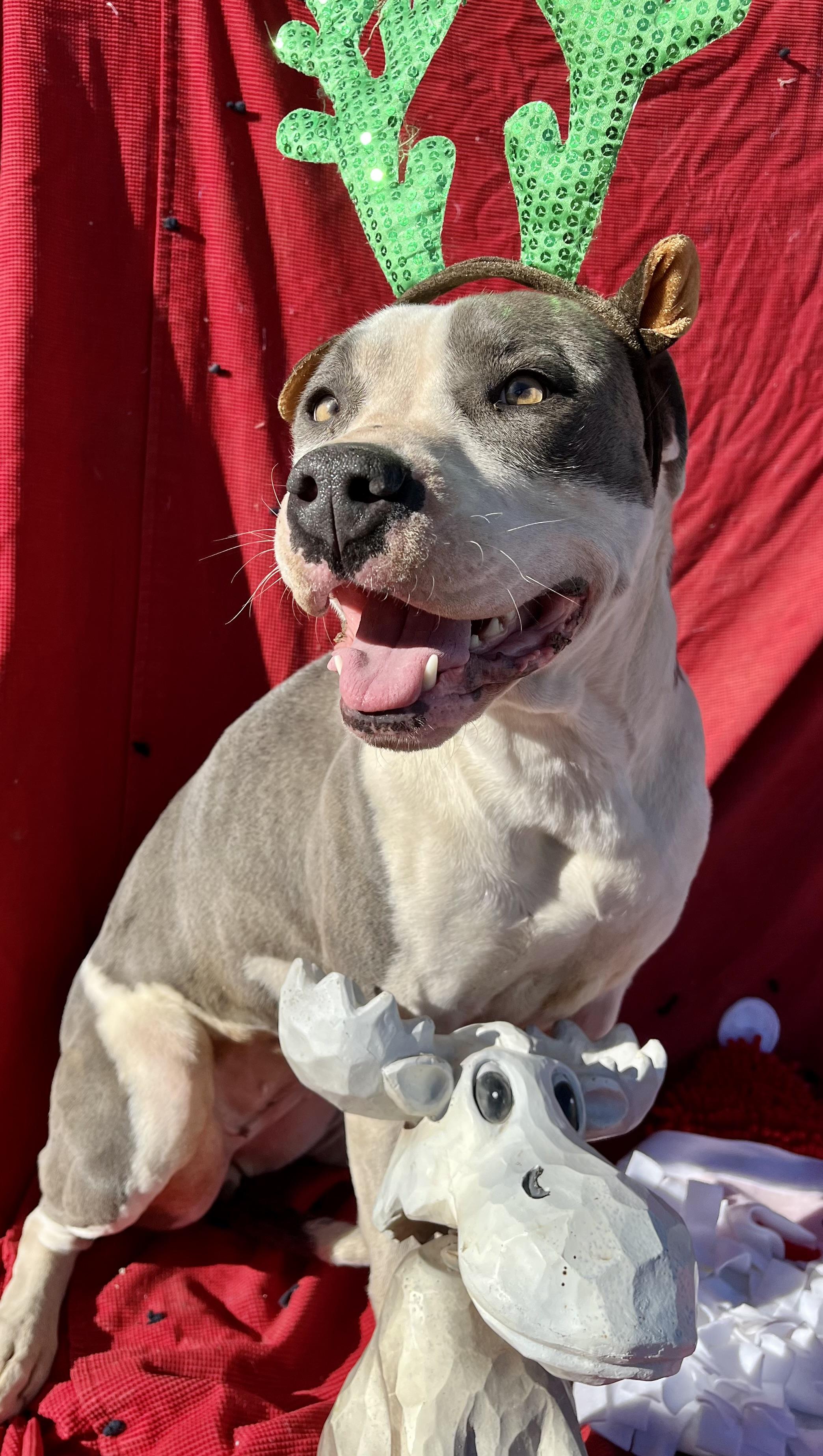 Maz, a Adopted Pit Bull Terrier in RYE, CO image 4/6