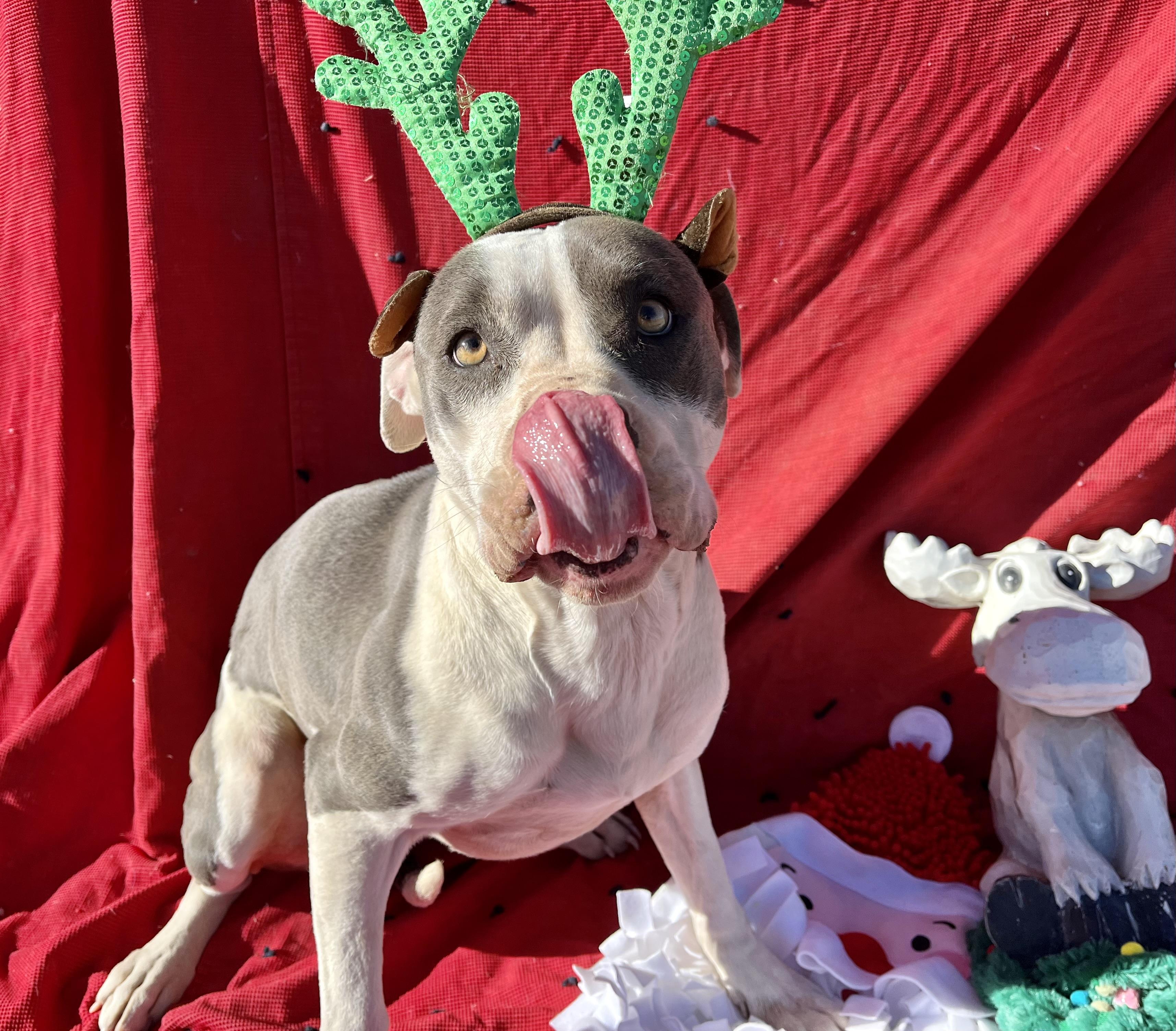 Maz, a Adopted Pit Bull Terrier in RYE, CO image 5/6