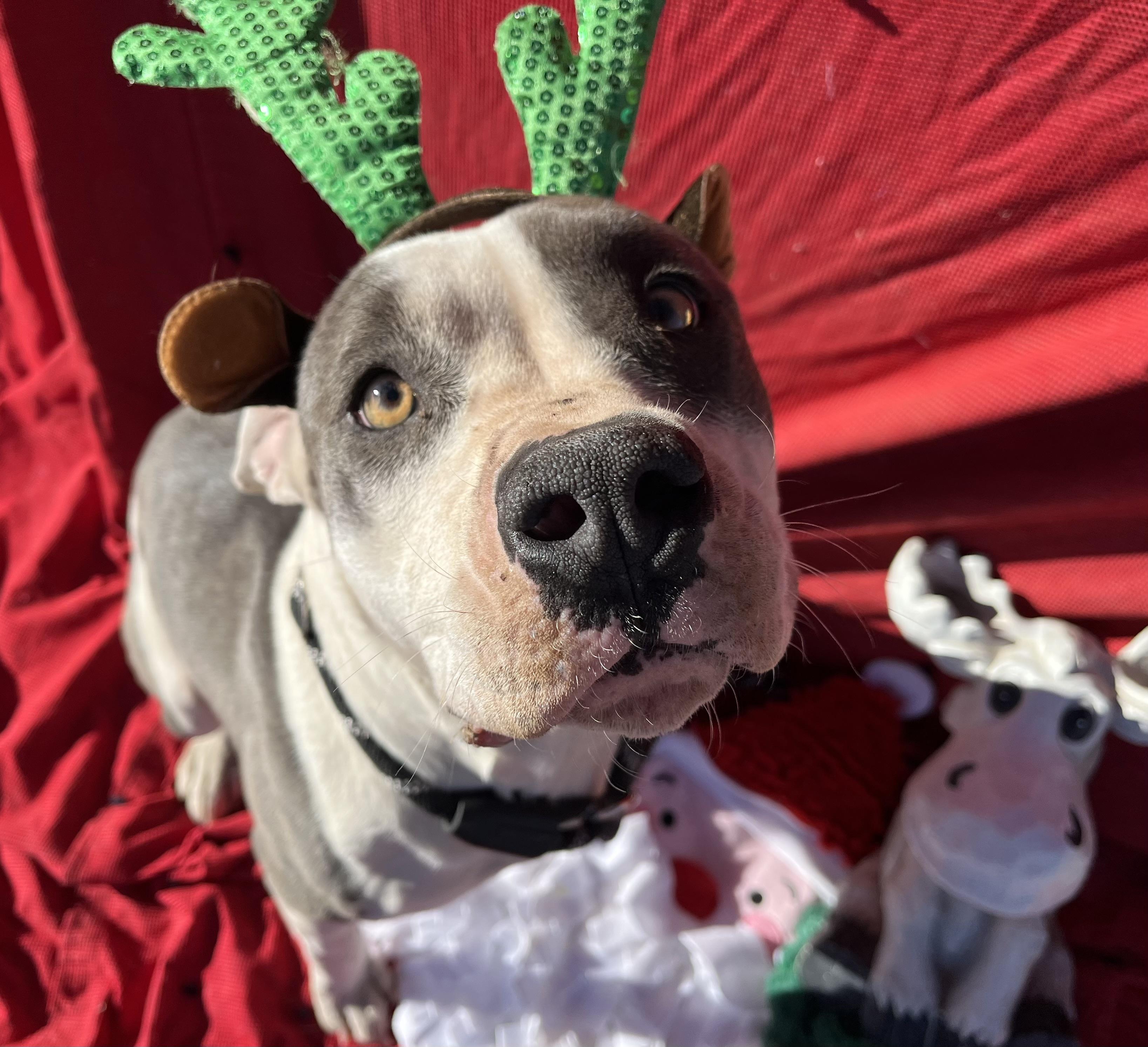 Maz, a Adopted Pit Bull Terrier in RYE, CO image 6/6