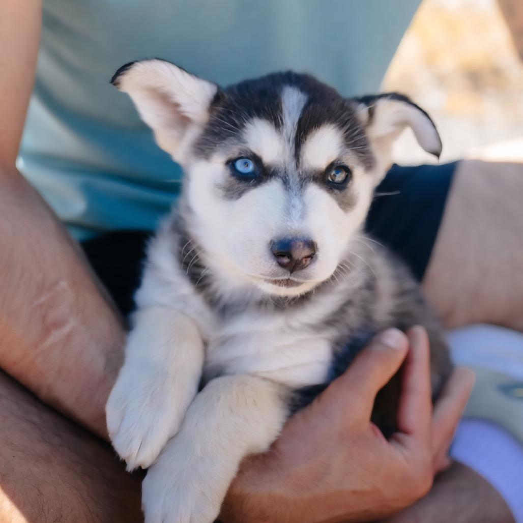 Nina, Adoptable, Puppy Female Husky.