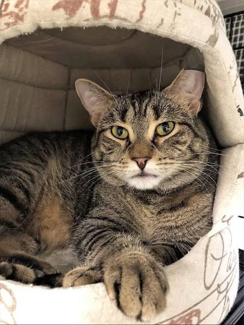 Nora, Adoptable, Adult Female Domestic Short Hair.