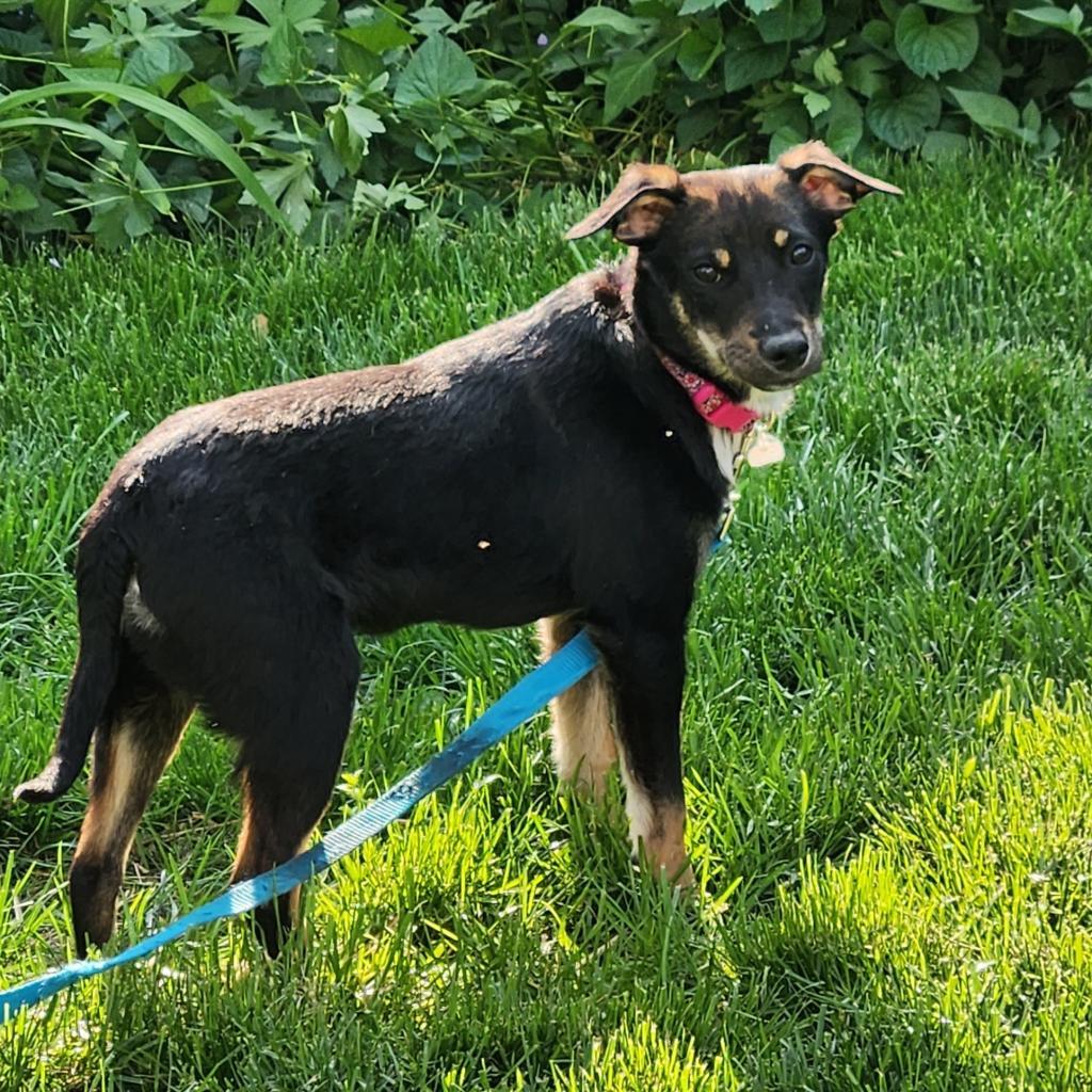 Enlarge Chester, a Adoptable mixed breed in Joliet, IL image 2/4