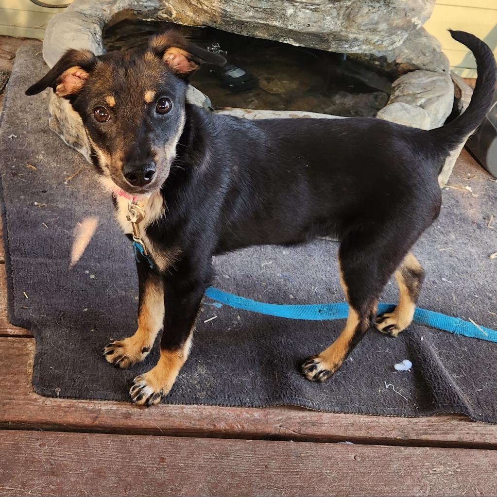 Enlarge Chester, a Adoptable mixed breed in Joliet, IL image 3/4