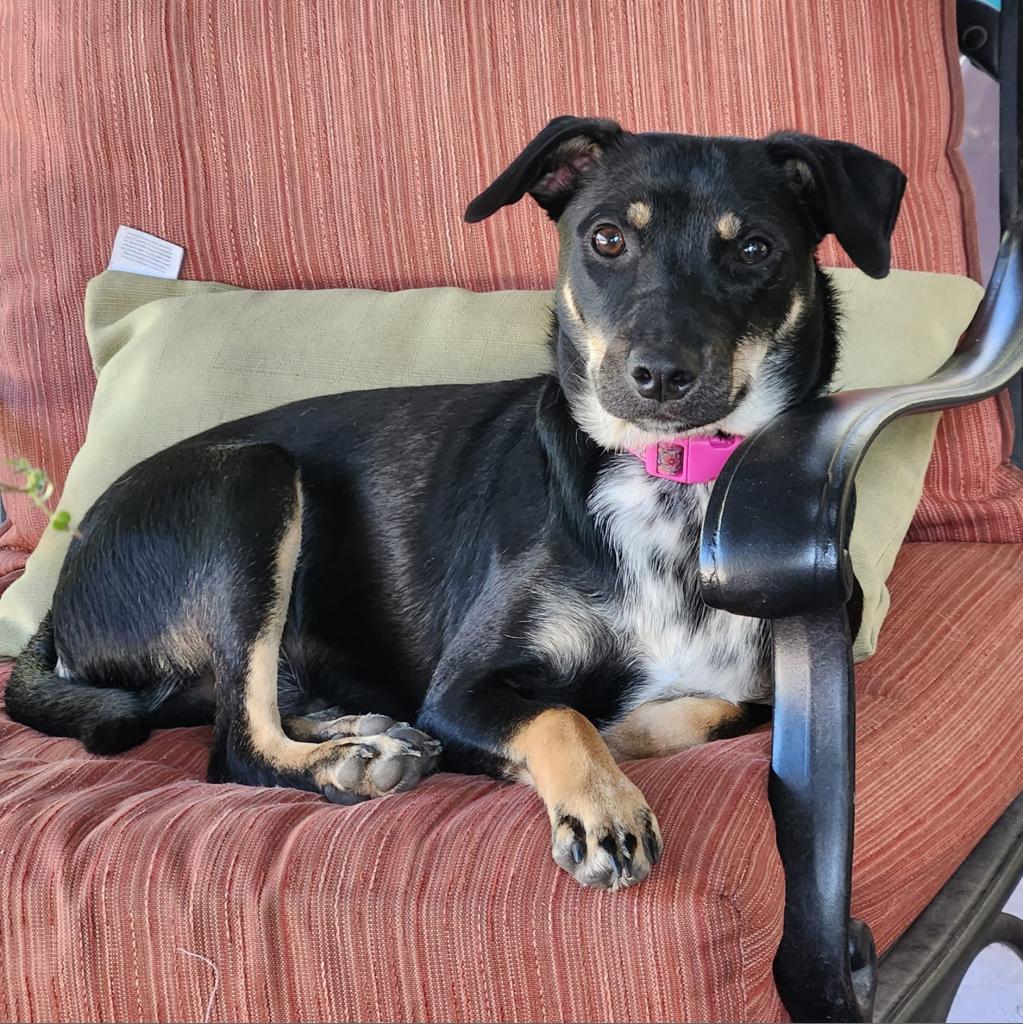 Enlarge Chester, a Adoptable mixed breed in Joliet, IL image 4/4