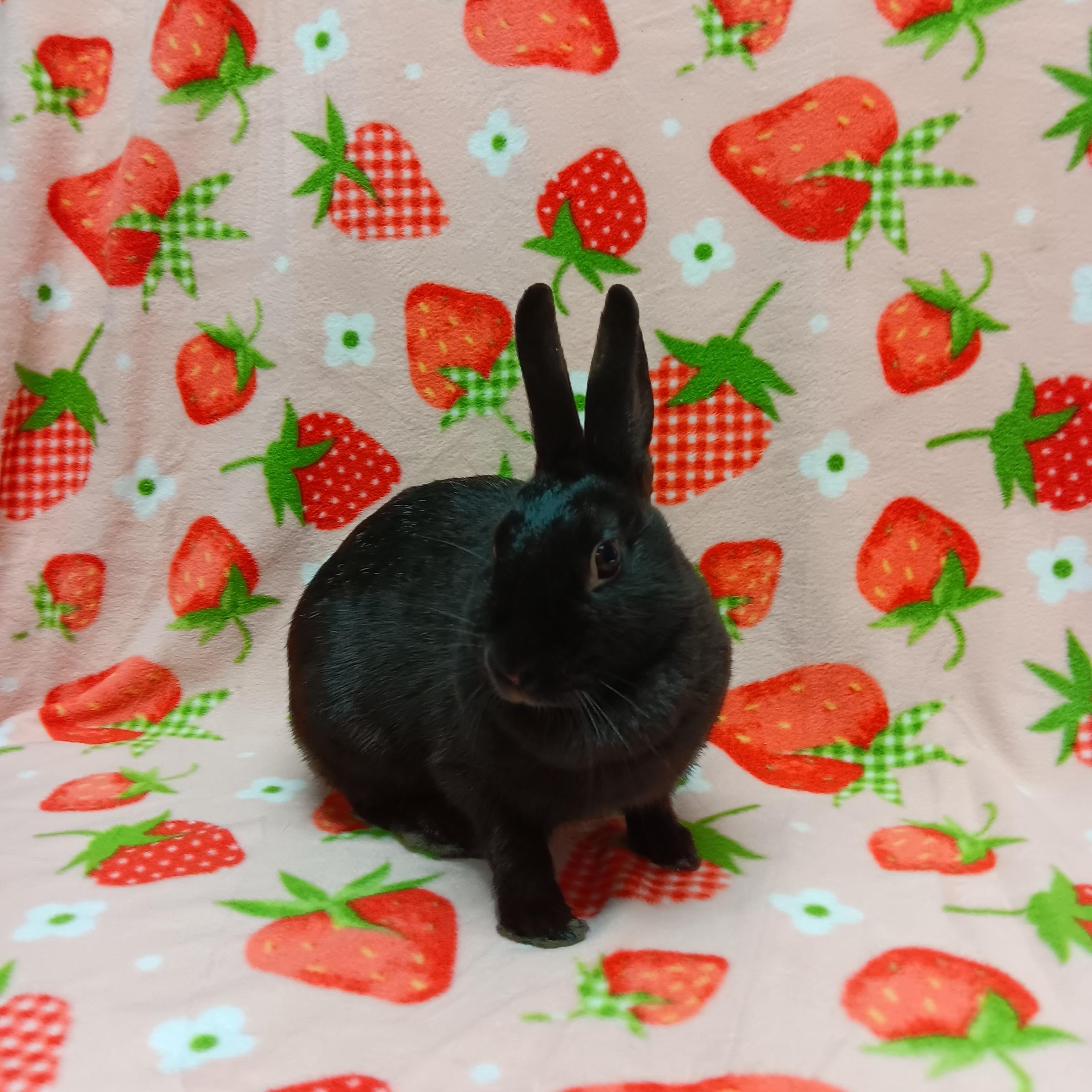 Millie, Adoptable, Adult Female Bunny Rabbit.