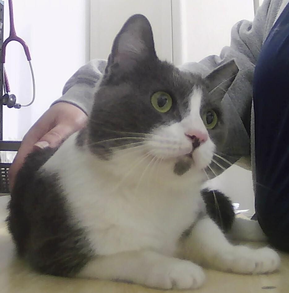 Horis, Adoptable, Kitten Male Domestic Short Hair.