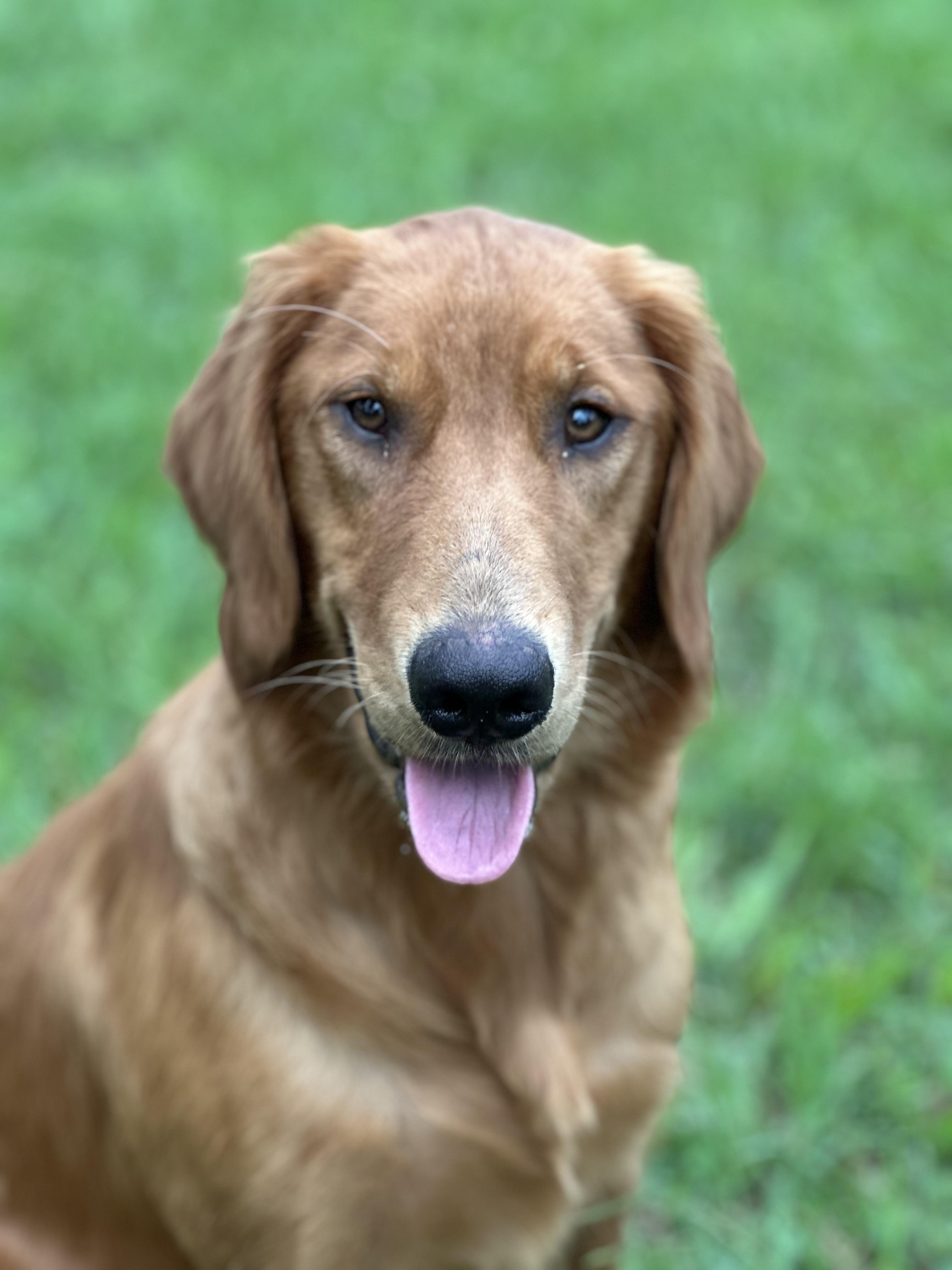 Enlarge Posey, an adopted mixed breed in Friendsville, TN image 1/1
