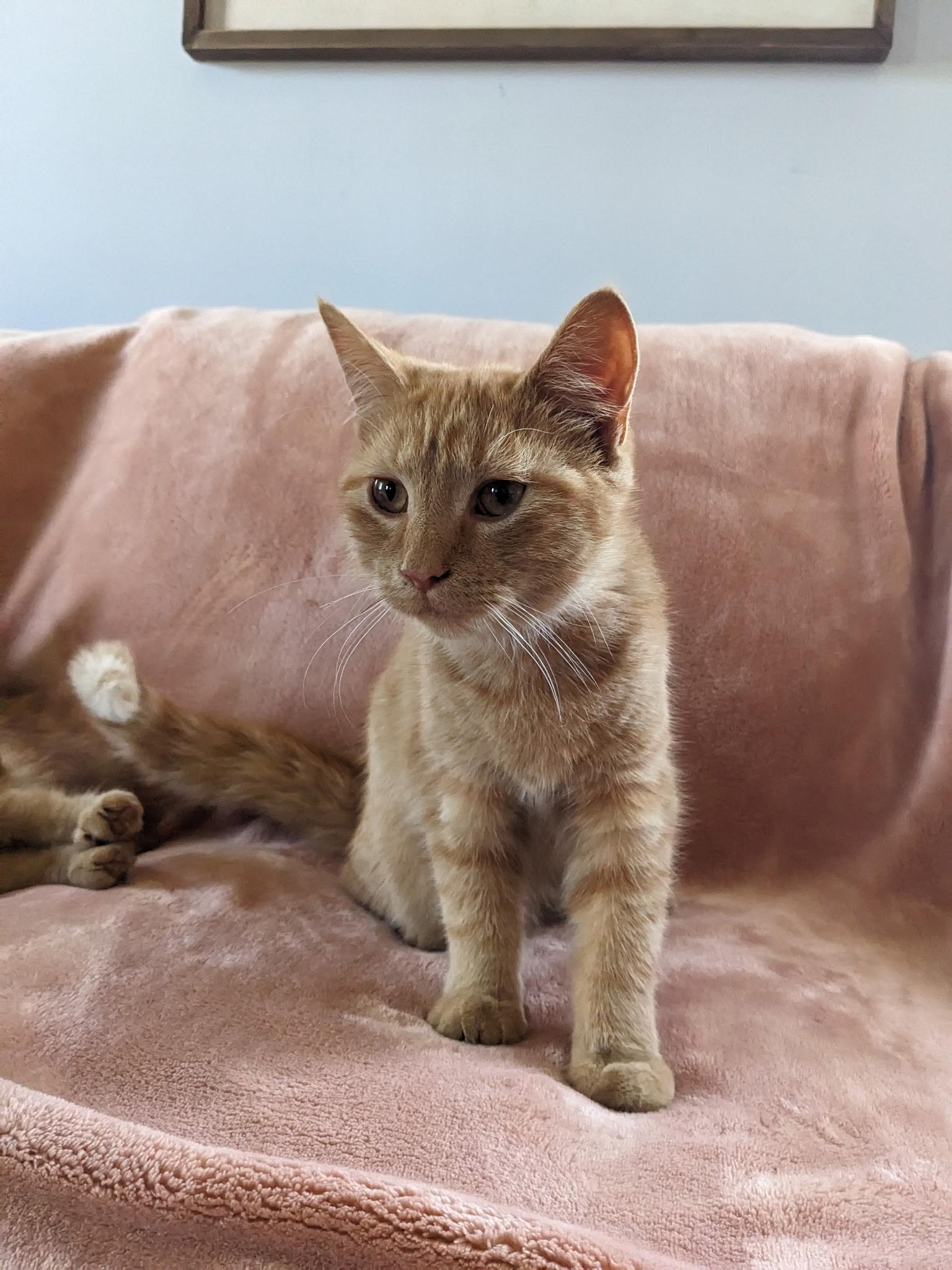 Enlarge Evie, a Adopted mixed breed in West Chester, PA image 1/1