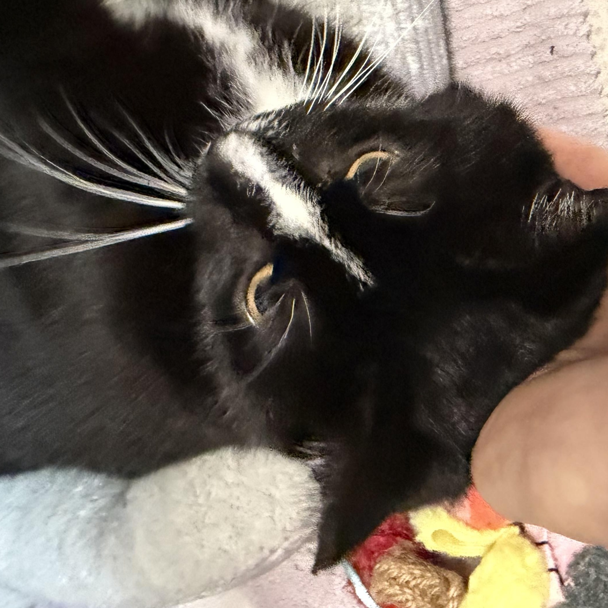 Moo, a ADOPTABLE Domestic Short Hair in Salem, NH image 3/4