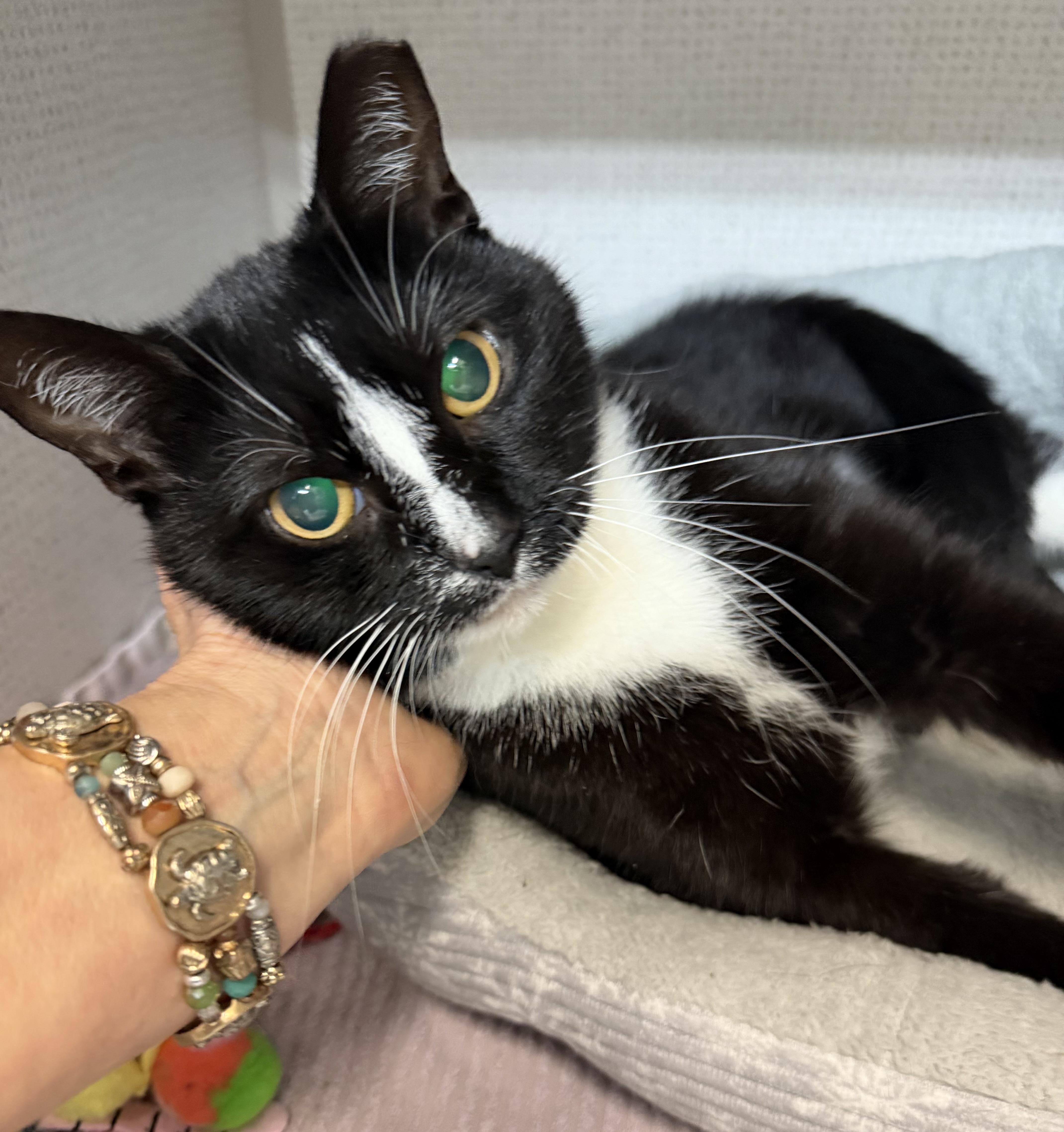Moo, a ADOPTABLE Domestic Short Hair in Salem, NH image 1/4