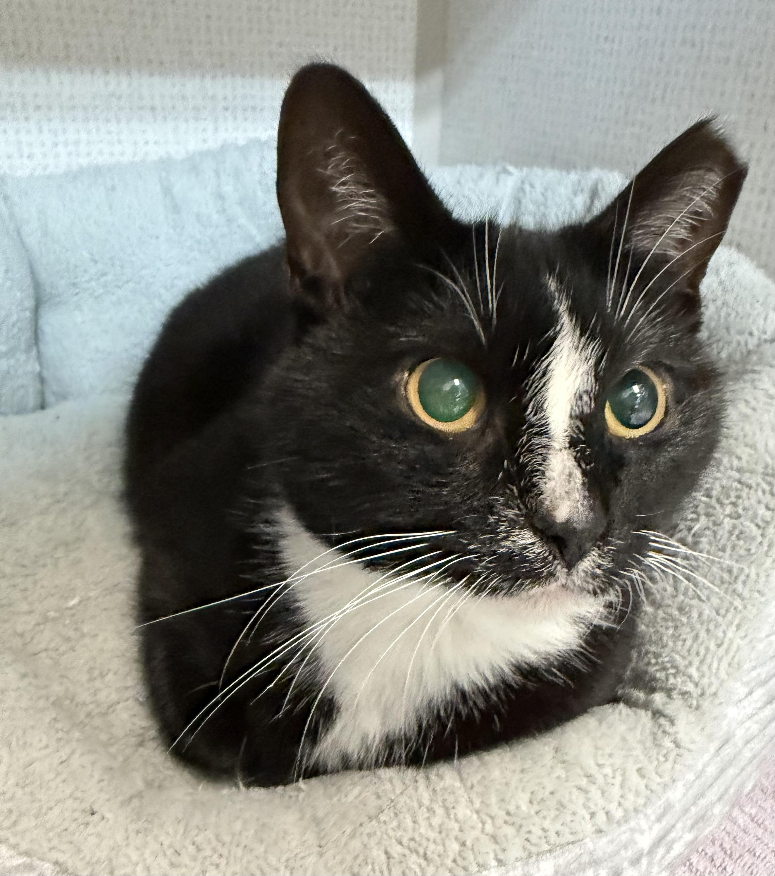Moo, a ADOPTABLE Domestic Short Hair in Salem, NH image 4/4