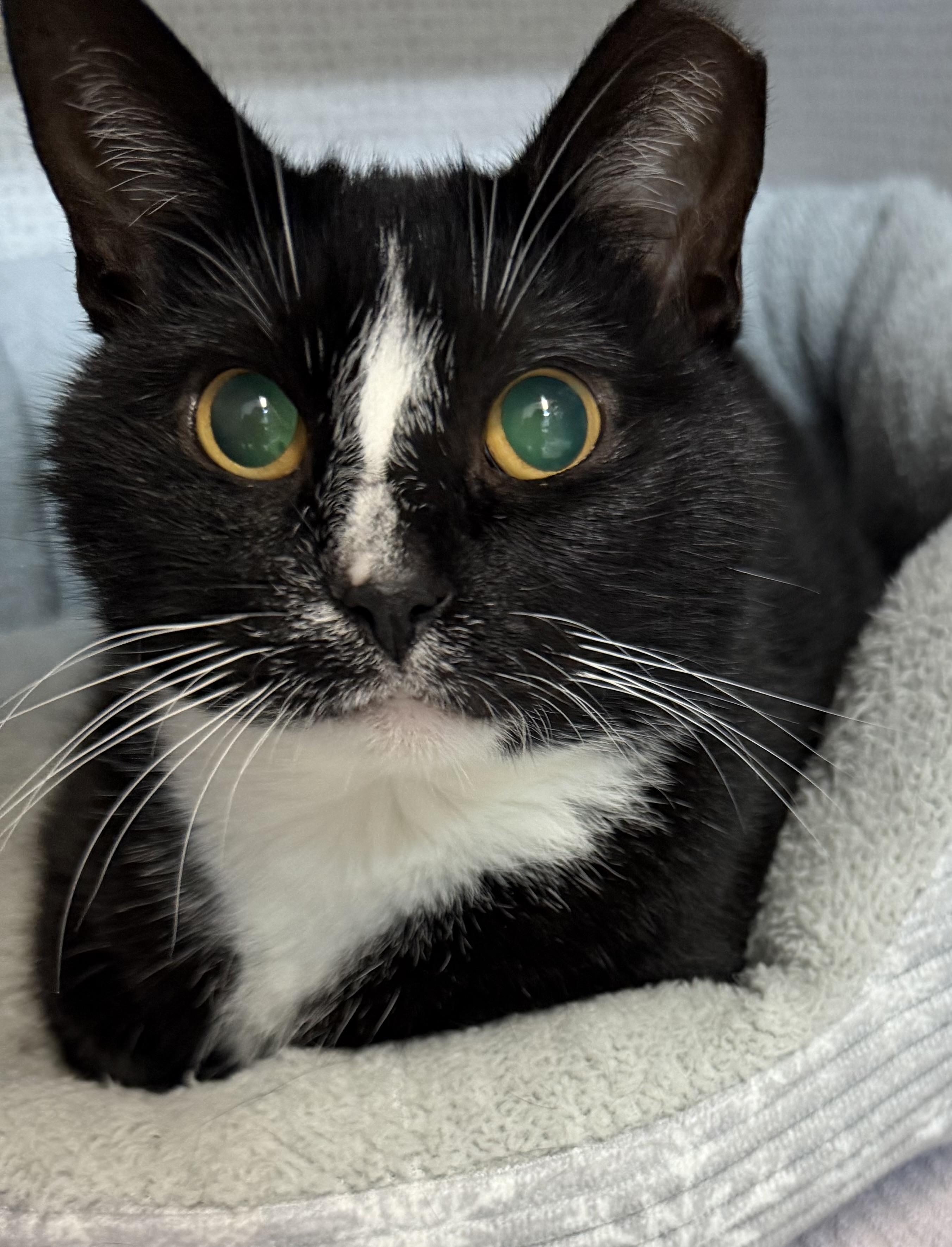Moo, a ADOPTABLE Domestic Short Hair in Salem, NH image 2/4