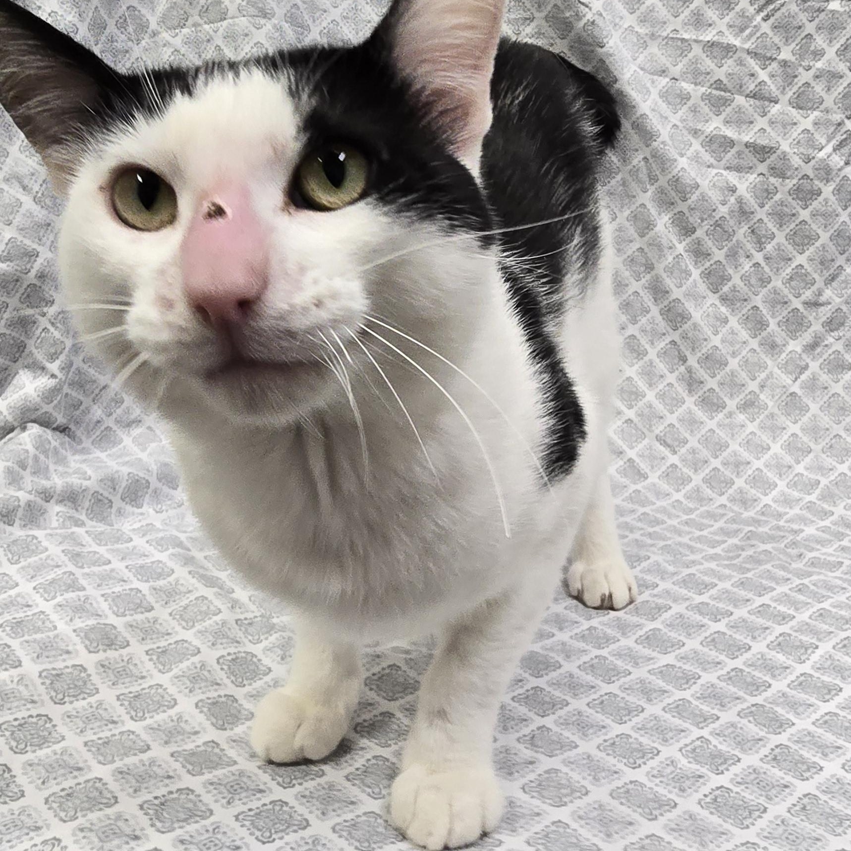 Chickenhawk, Adopted, Senior Male Domestic Short Hair.