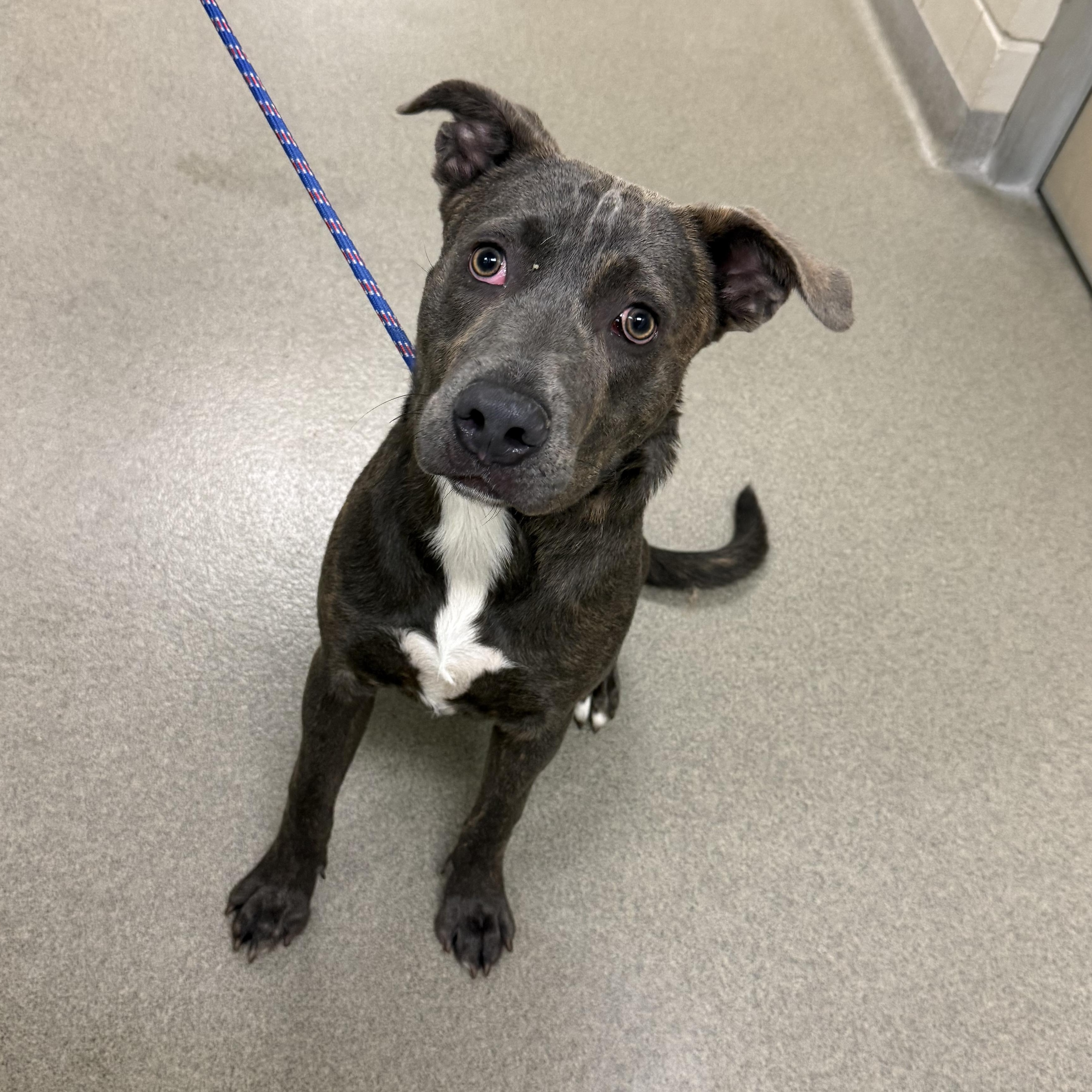 Ollie, Adoptable, Young Male Mixed Breed.