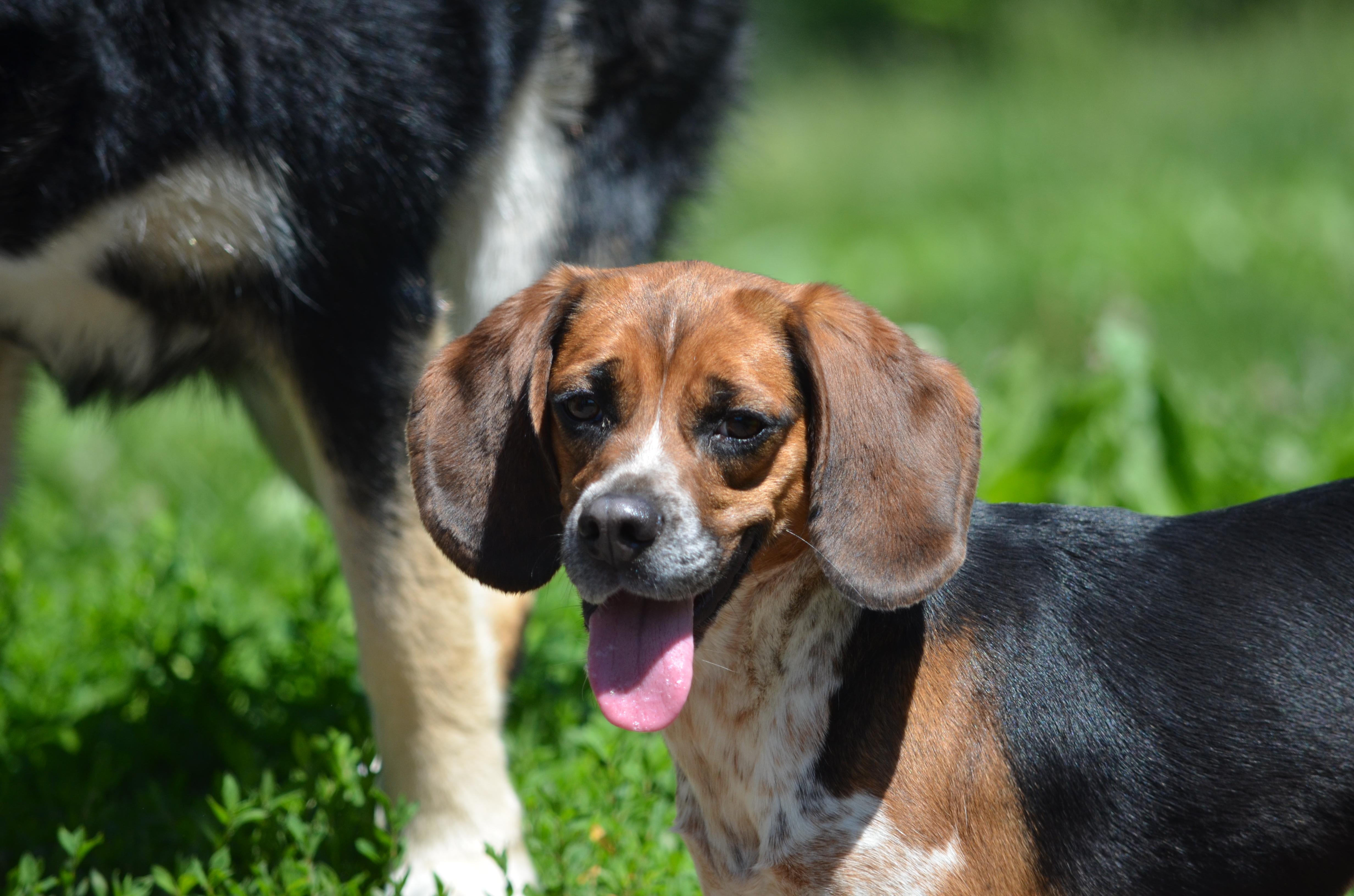 Posie, an adopted Beagle in Amissville, VA image 4/4