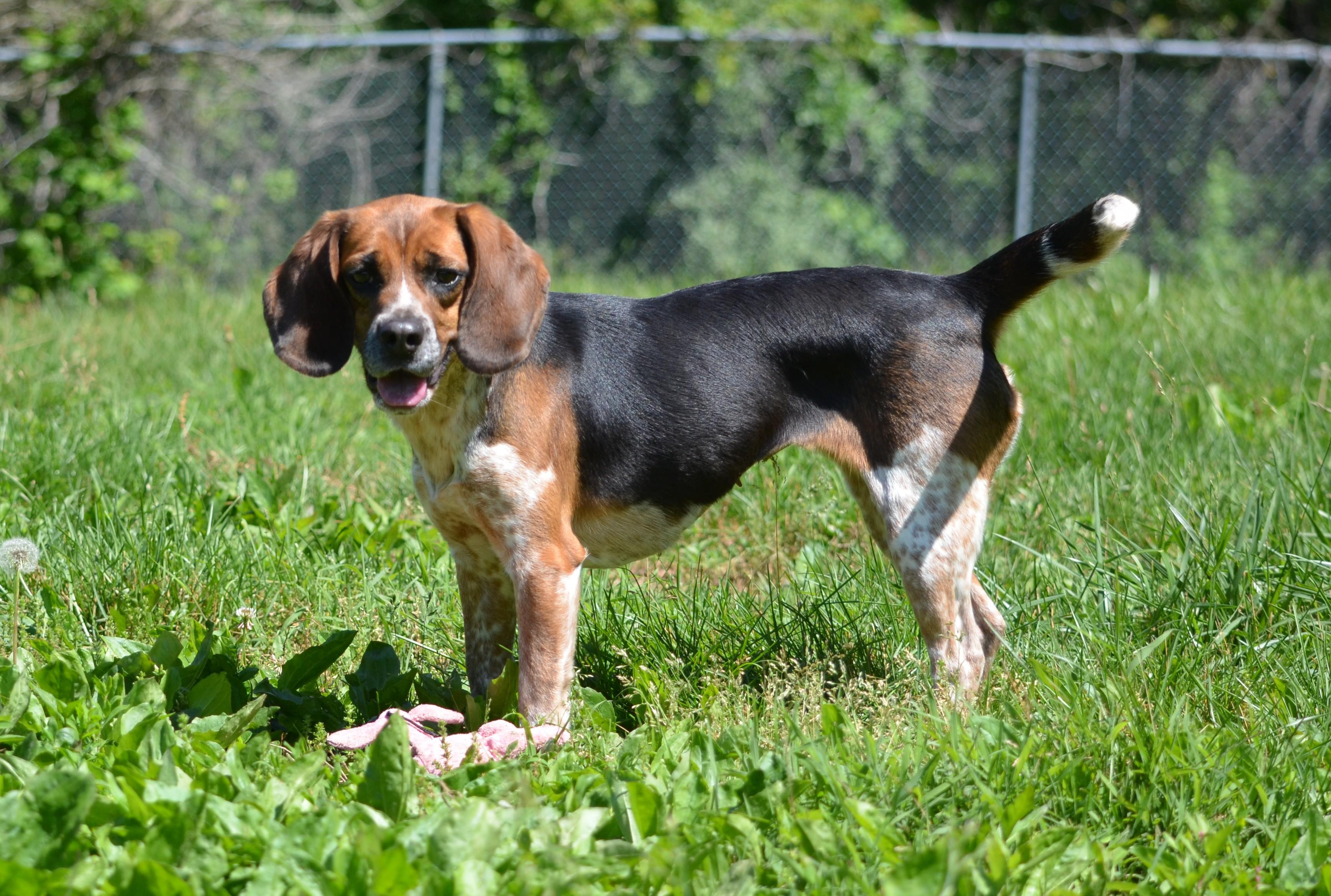 Posie, an adopted Beagle in Amissville, VA image 2/4