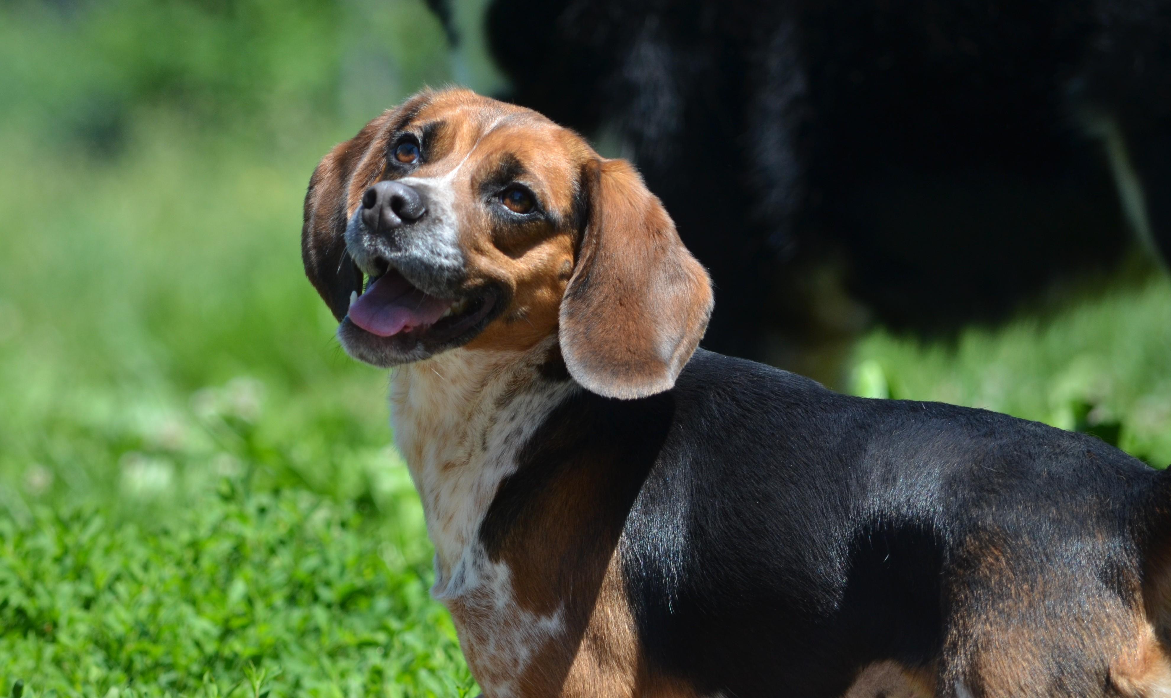 Posie, an adopted Beagle in Amissville, VA image 3/4