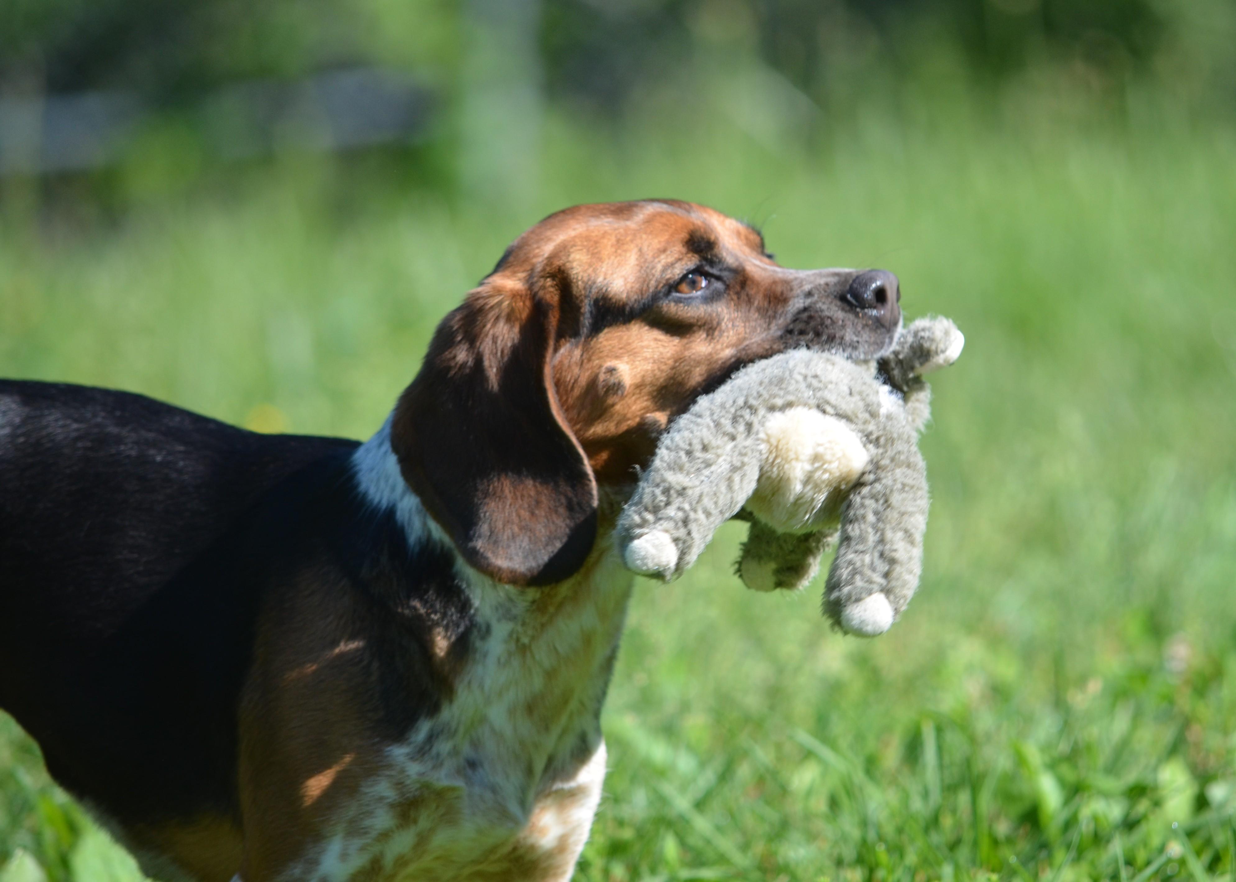 Posie, adopted, Young Female Beagle.