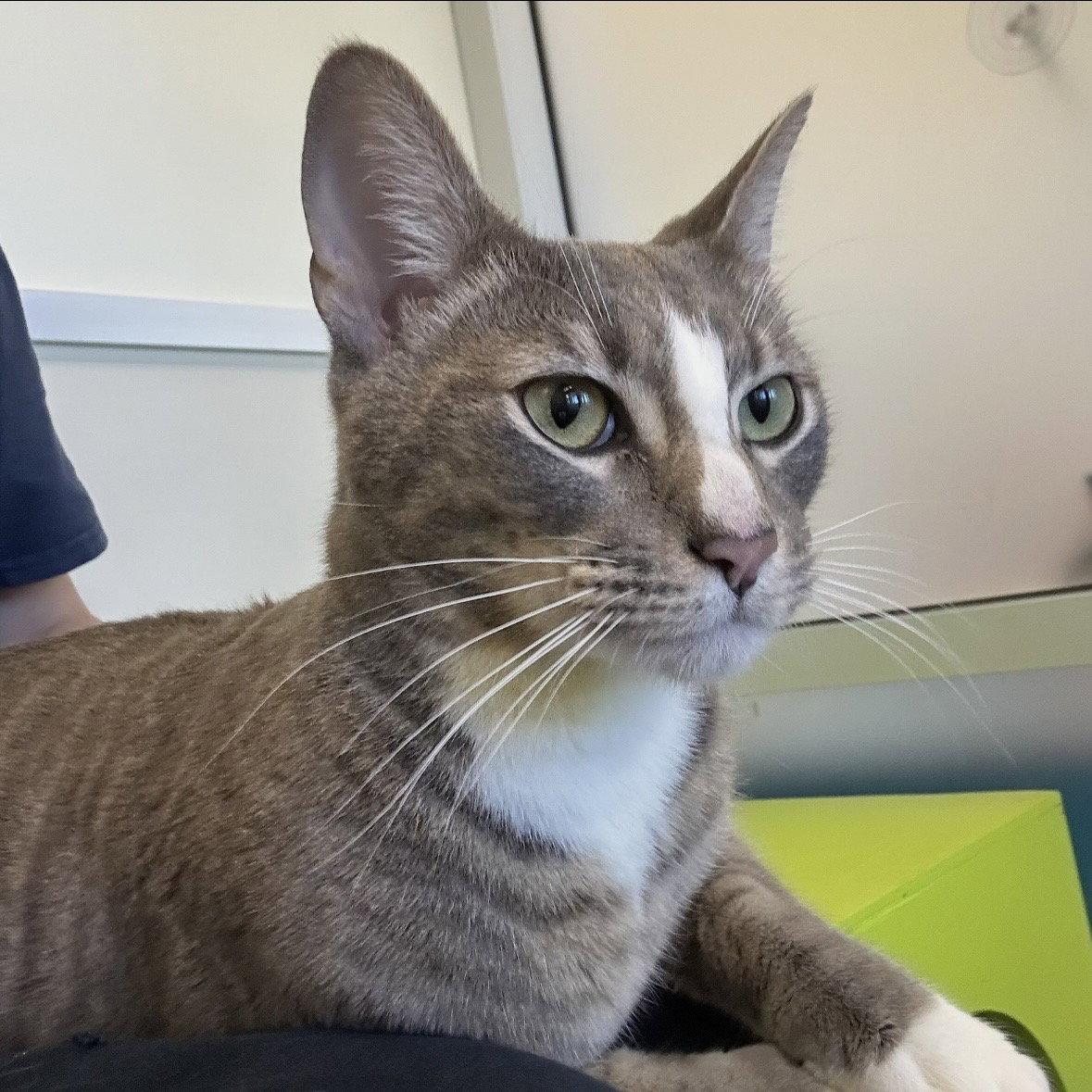 Enlarge Gary, a Adopted Domestic Short Hair in Burlingame, CA image 1/3