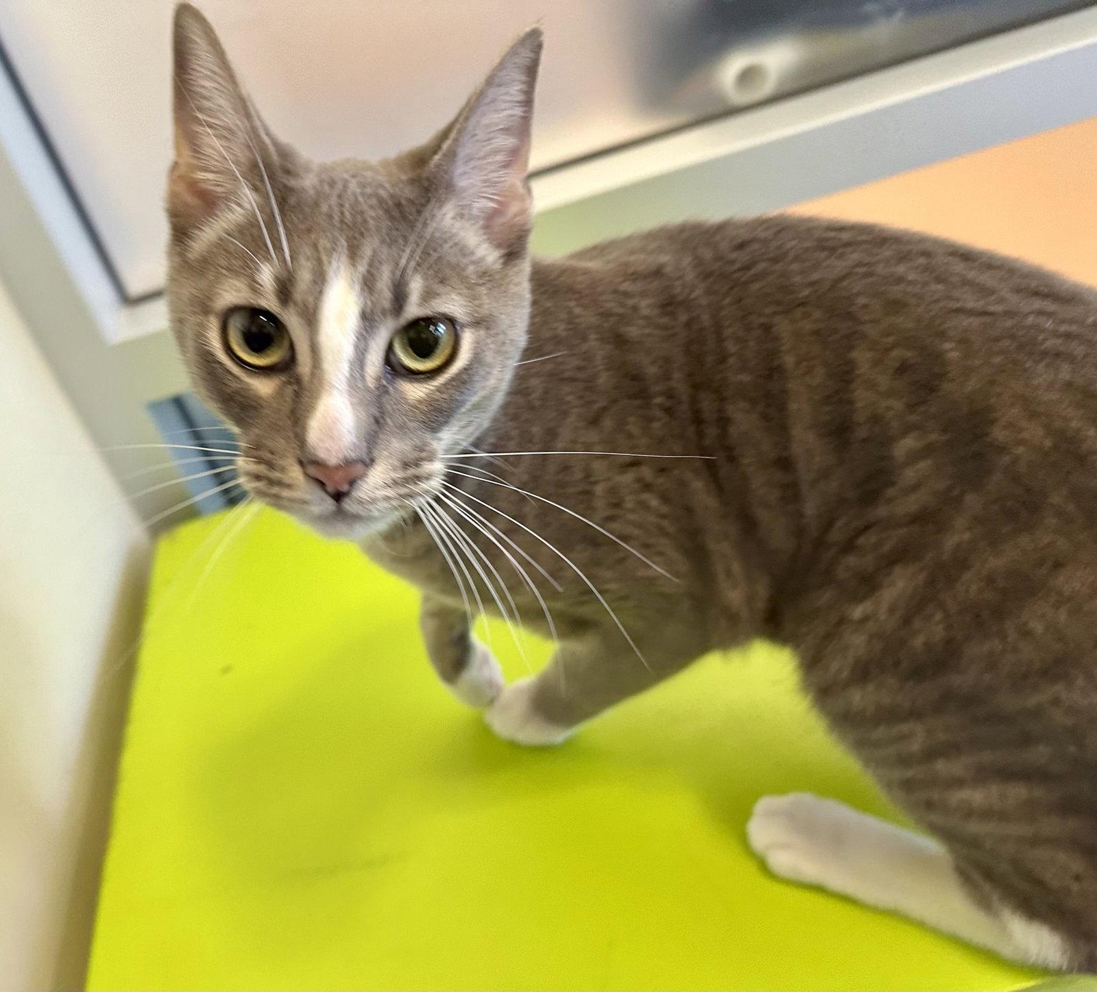 Enlarge Gary, a Adopted Domestic Short Hair in Burlingame, CA image 2/3