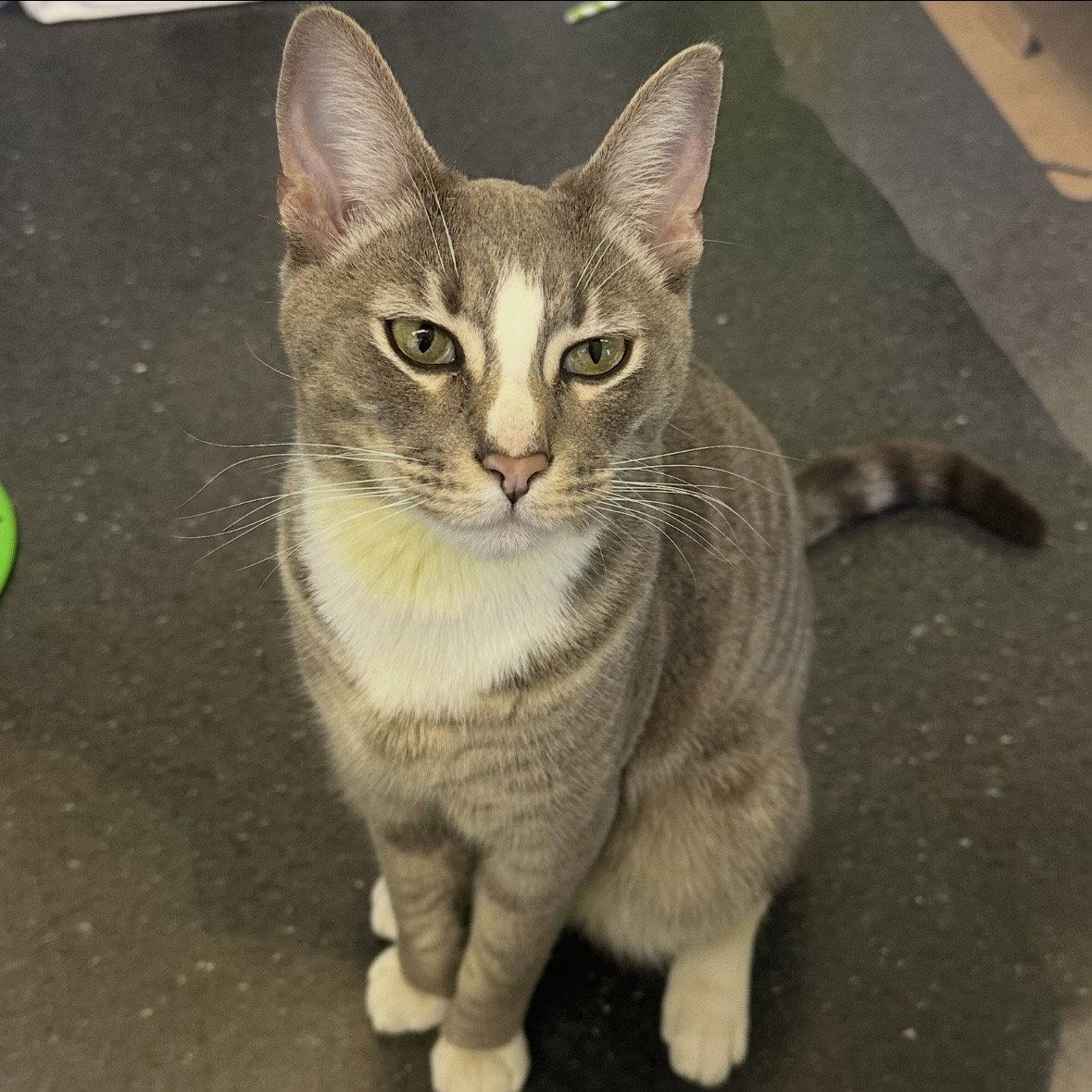 Enlarge Gary, a Adopted Domestic Short Hair in Burlingame, CA image 3/3