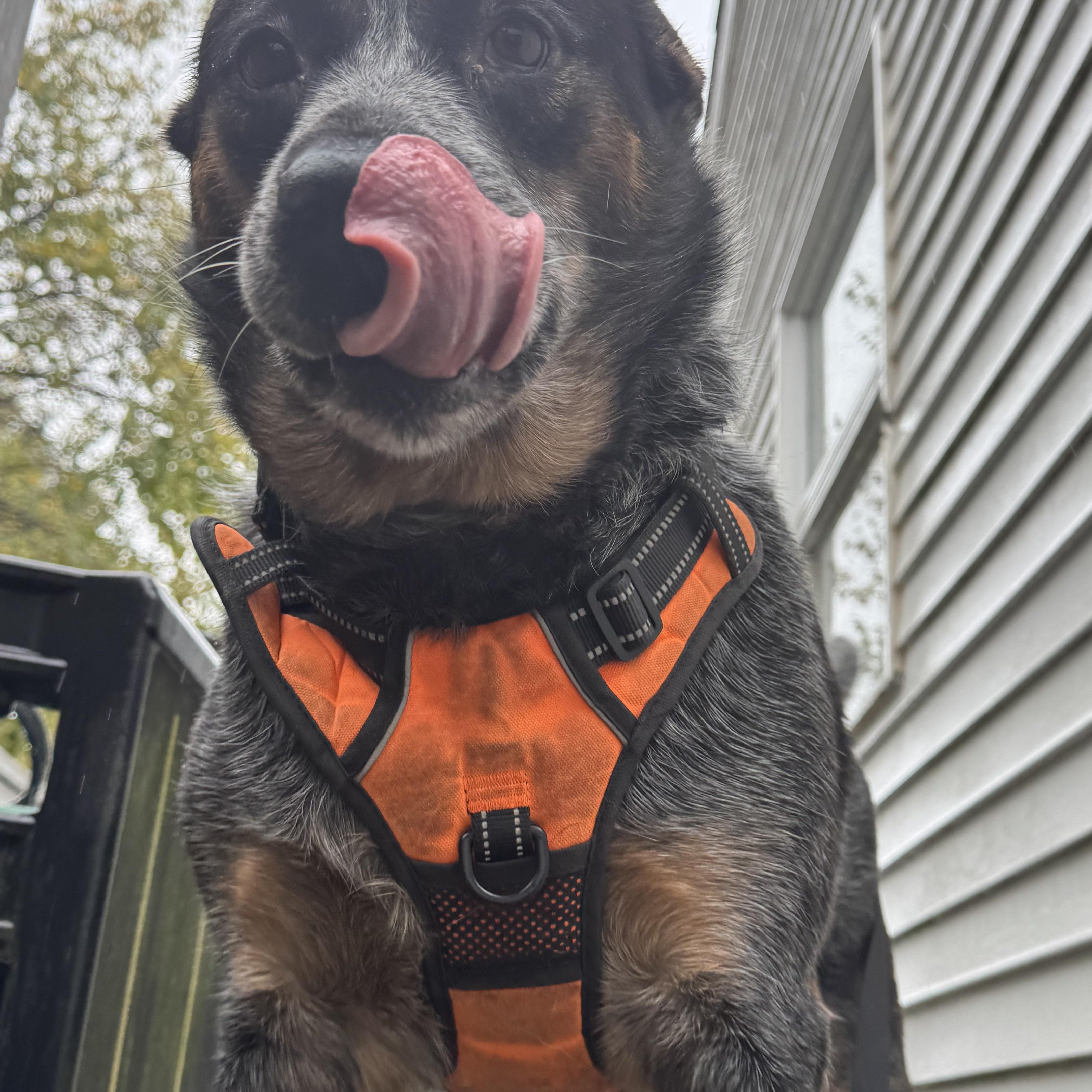 Mikey, a Adoptable Australian Cattle Dog / Blue Heeler in Putnam , CT image 1/6