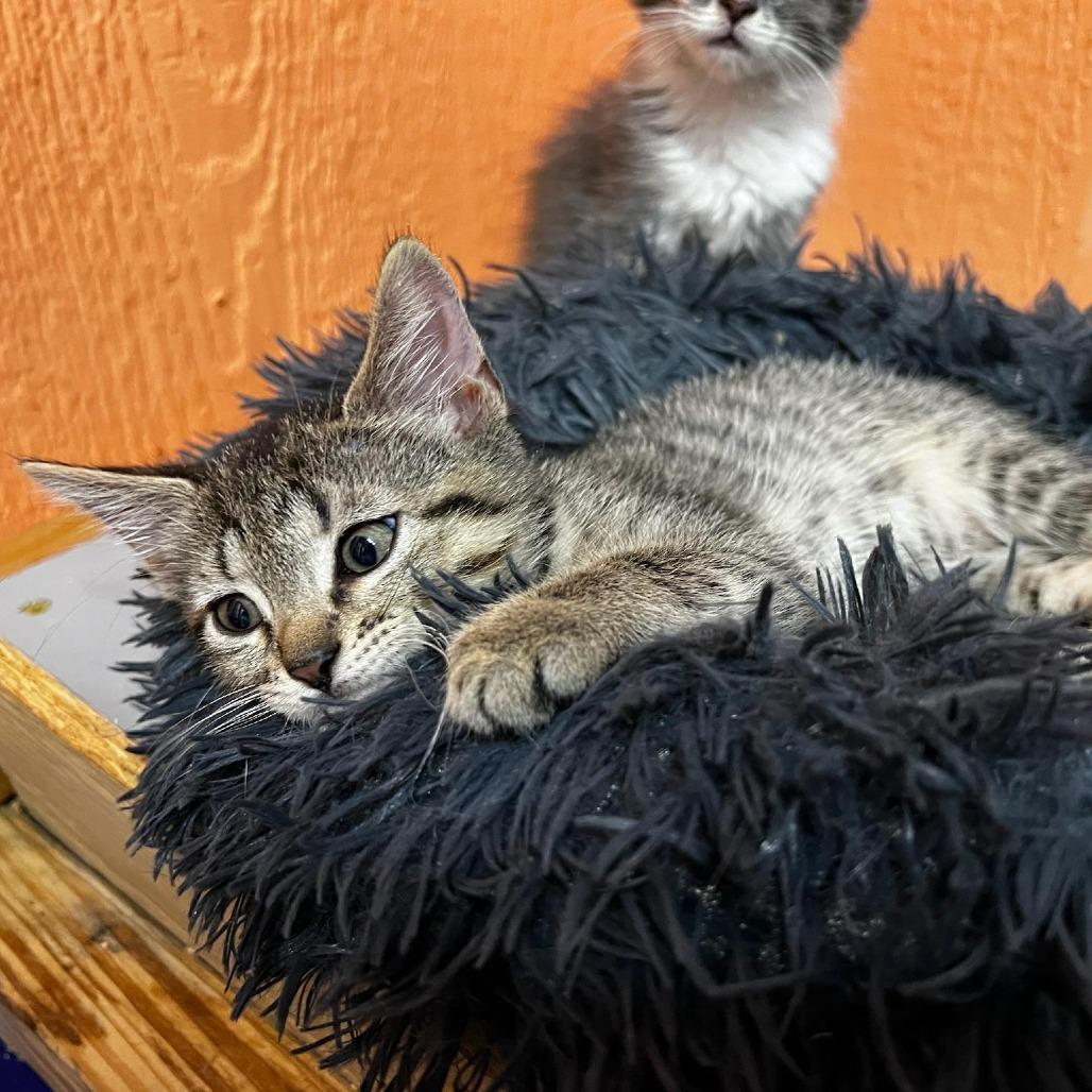 Peony, Adoptable, Young Female Domestic Short Hair.