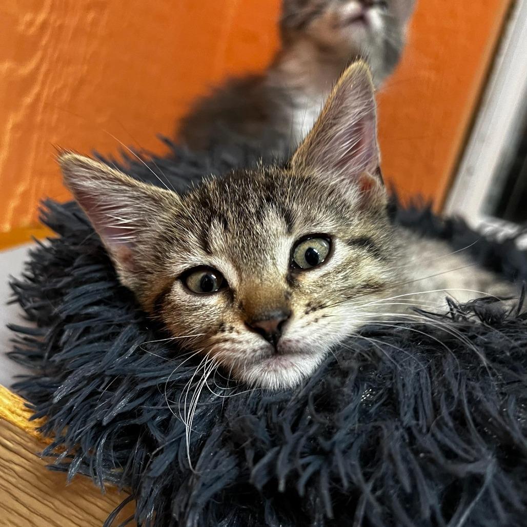 Enlarge Peony, a Adoptable Domestic Short Hair in Tulsa, OK image 2/5