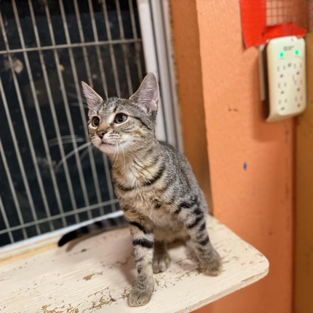 Enlarge Peony, a Adoptable Domestic Short Hair in Tulsa, OK image 3/5