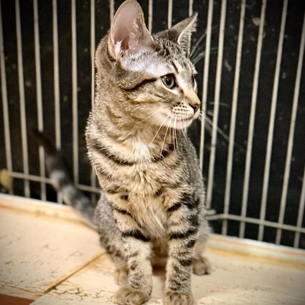 Enlarge Peony, a Adoptable Domestic Short Hair in Tulsa, OK image 5/5