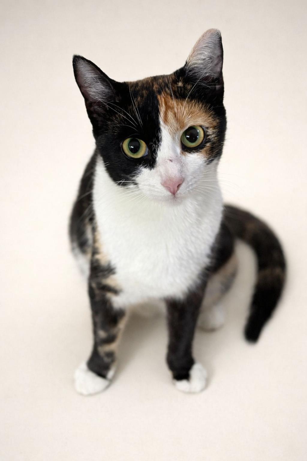 Cherry, ADOPTABLE, Adult Female Domestic Short Hair.