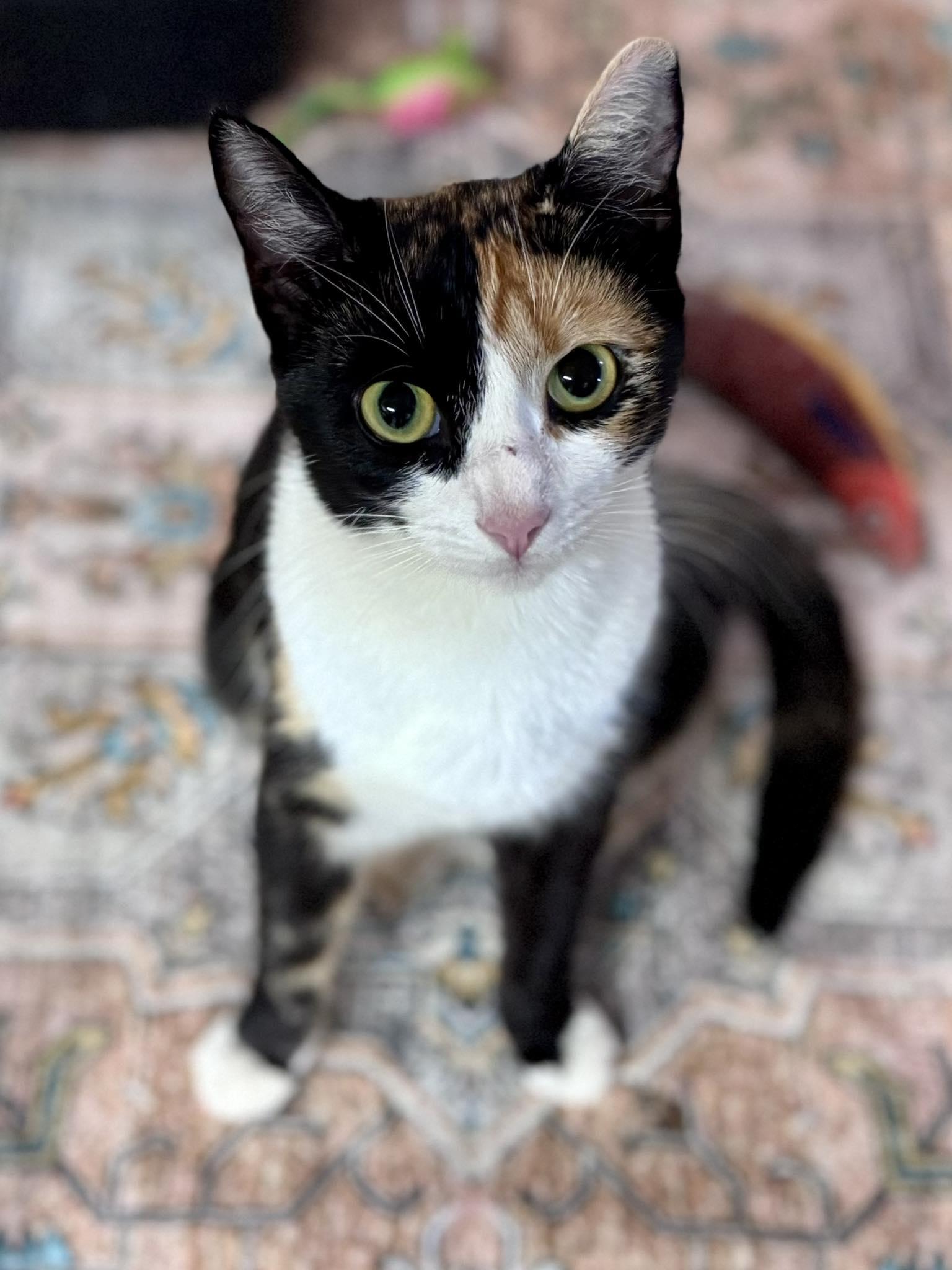 Cherry, ADOPTABLE, Adult Female Domestic Short Hair.