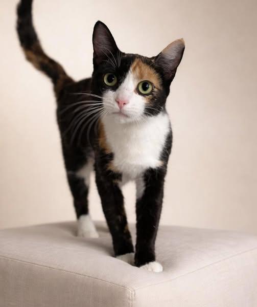 Enlarge Cherry, a ADOPTABLE Domestic Short Hair in Rixeyville, VA image 2/3