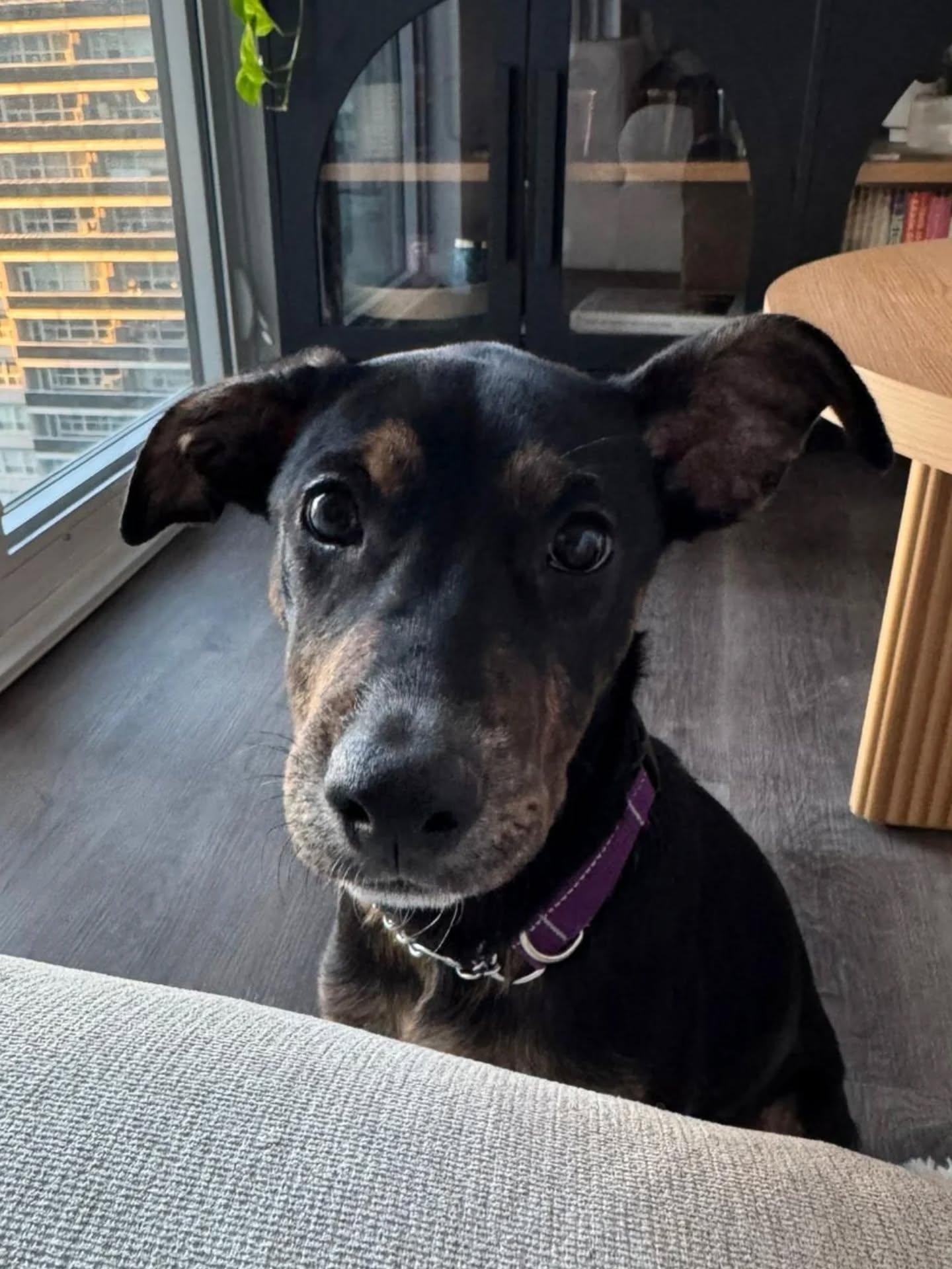 Tisha, adopted, Young Female Mixed Breed.