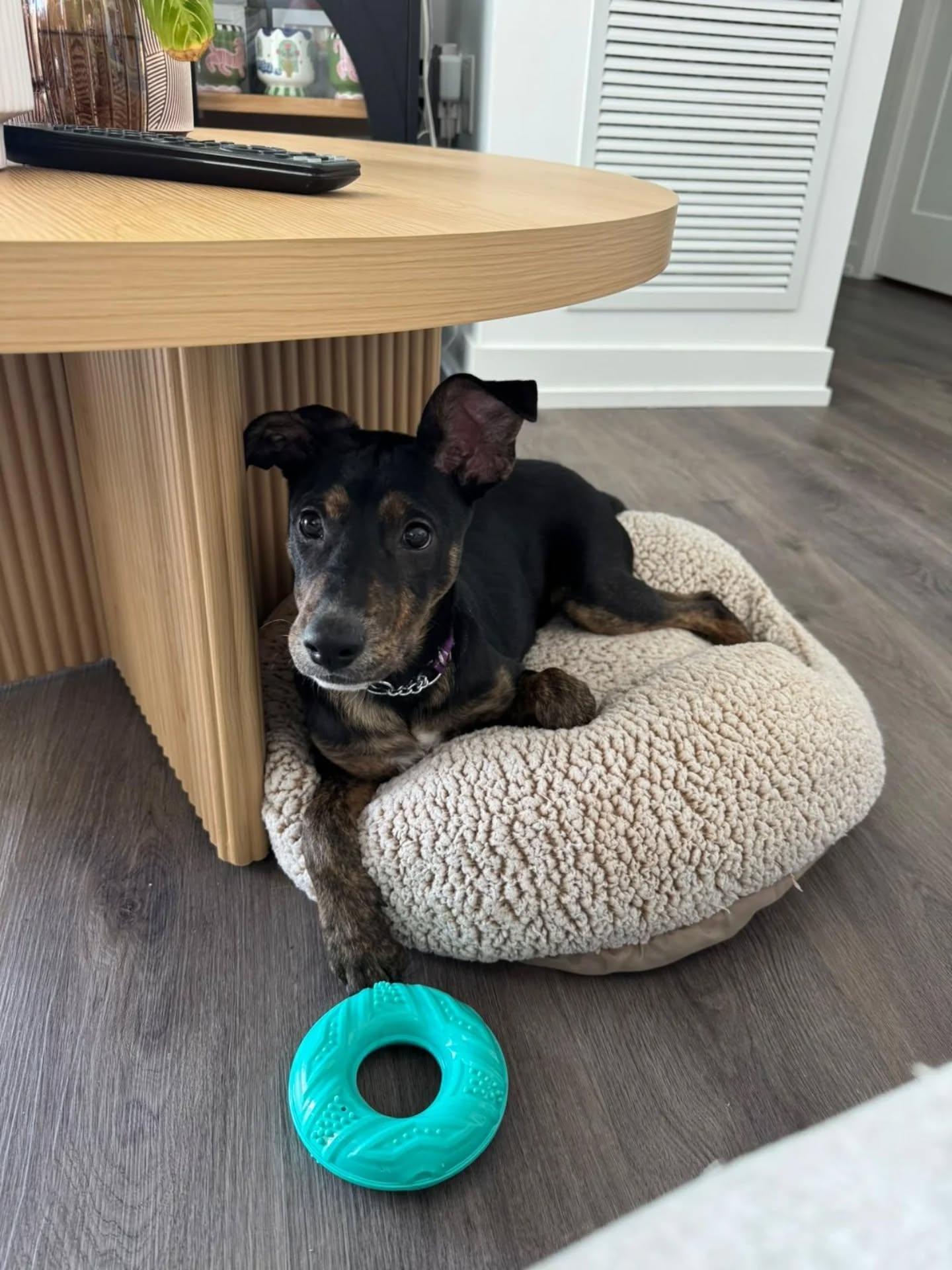 Tisha, an adopted Mixed Breed in Etobicoke, ON image 2/6