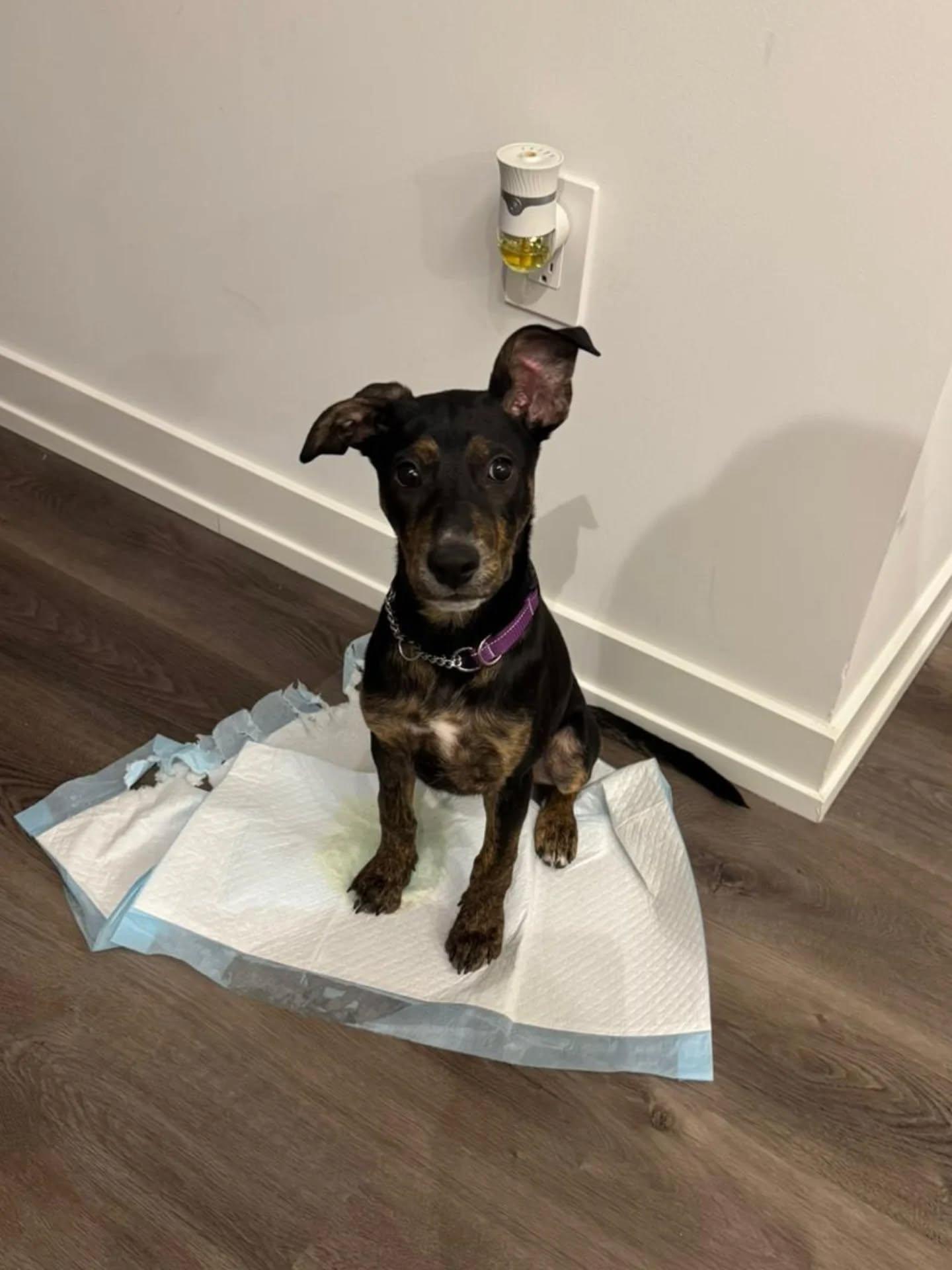 Tisha, an adopted Mixed Breed in Etobicoke, ON image 4/6