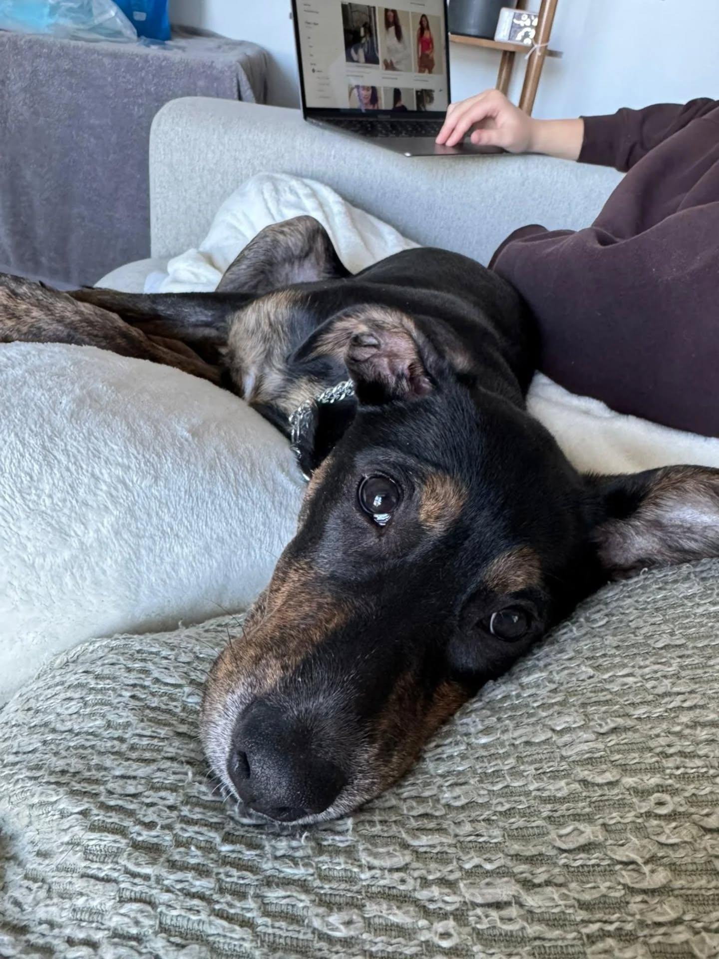 Tisha, an adopted Mixed Breed in Etobicoke, ON image 6/6