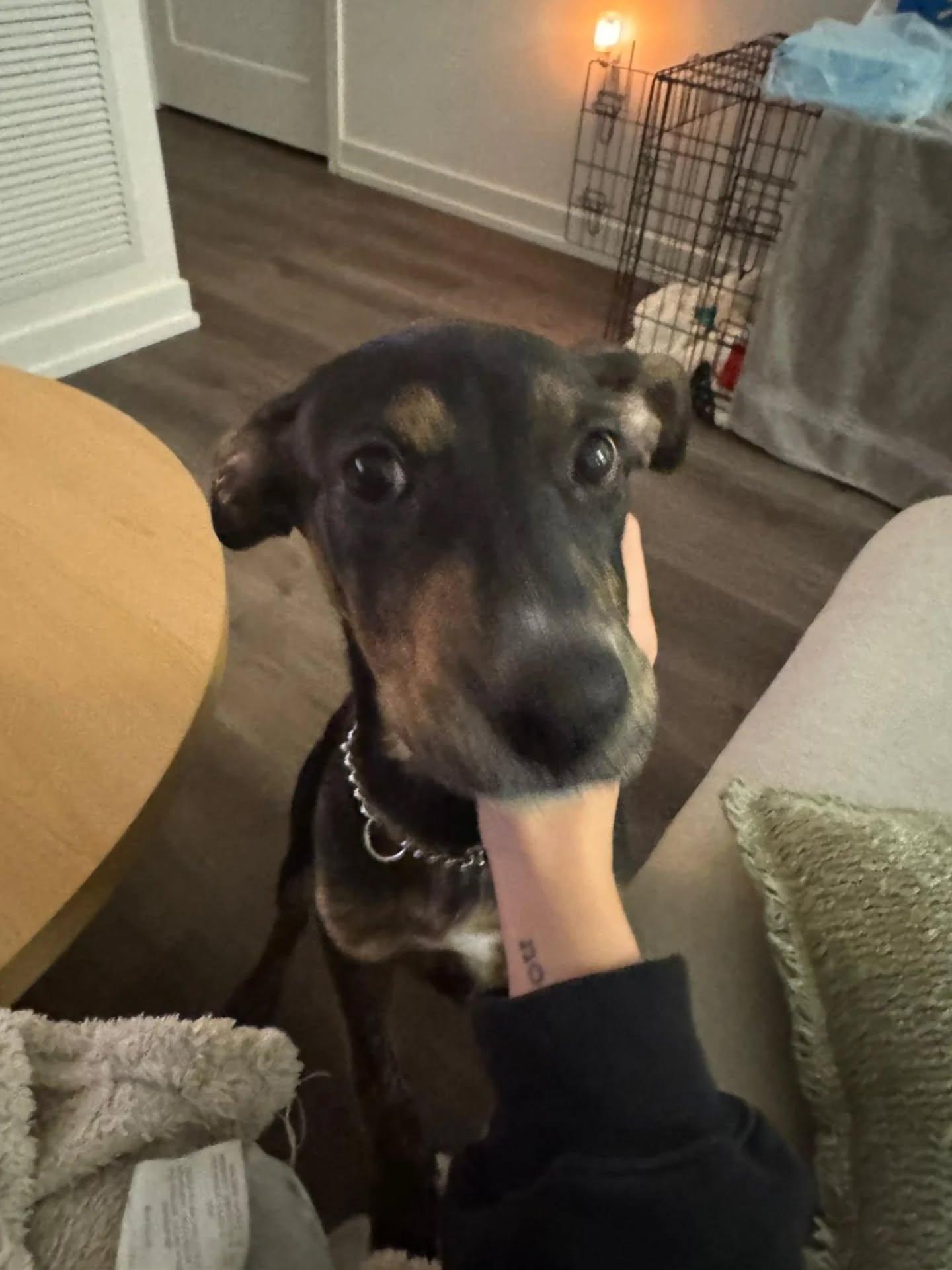 Tisha, an adopted Mixed Breed in Etobicoke, ON image 3/6