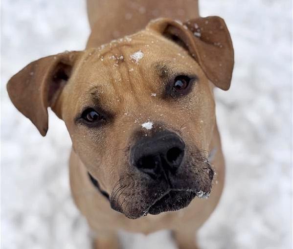 CANELO, Adoptable, Young Male Pit Bull Terrier.