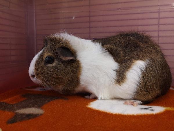 Pinto Bean, Adoptable, Young Female Guinea Pig.
