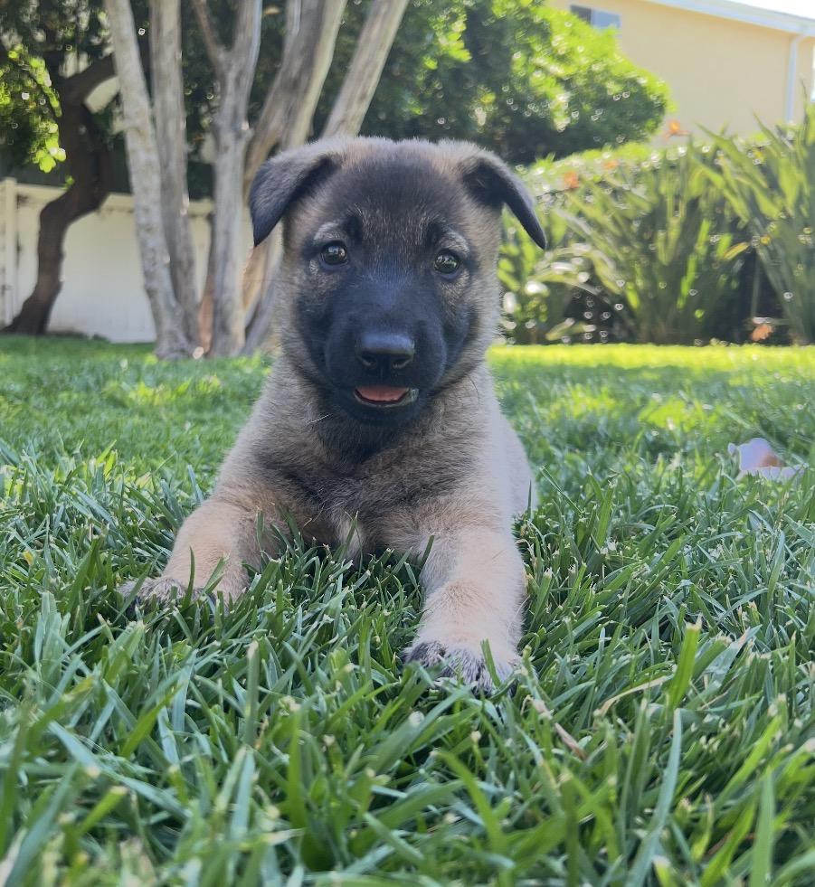 Abby, an adopted mixed breed in Tarzana, CA image 2/6