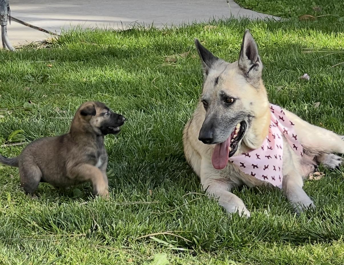 Abby, an adopted mixed breed in Tarzana, CA image 6/6