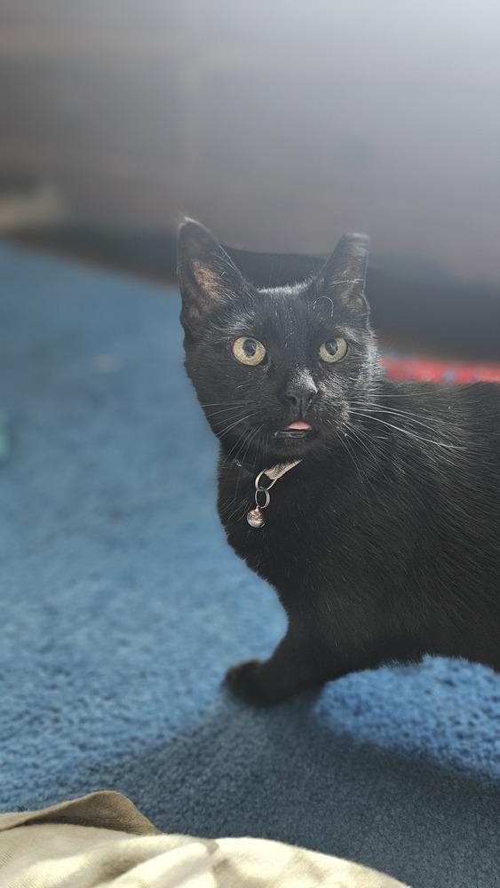 Louisa, Adoptable, Adult Female Domestic Short Hair.