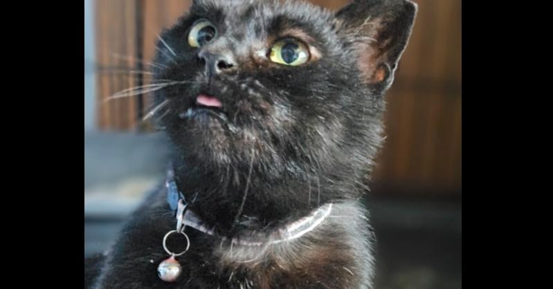 Louisa, a Adoptable mixed breed in Olyphant, PA image 3/6