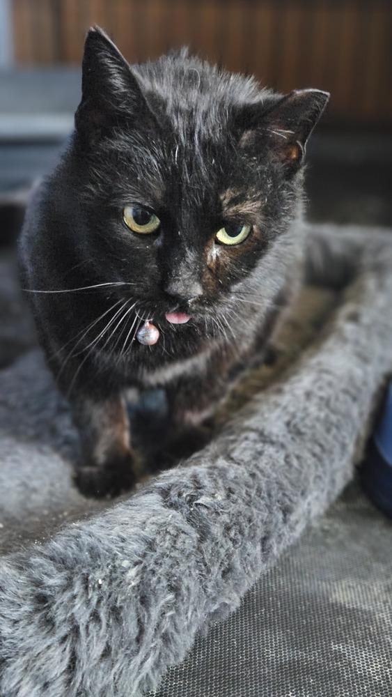 Louisa, a Adoptable mixed breed in Olyphant, PA image 4/6
